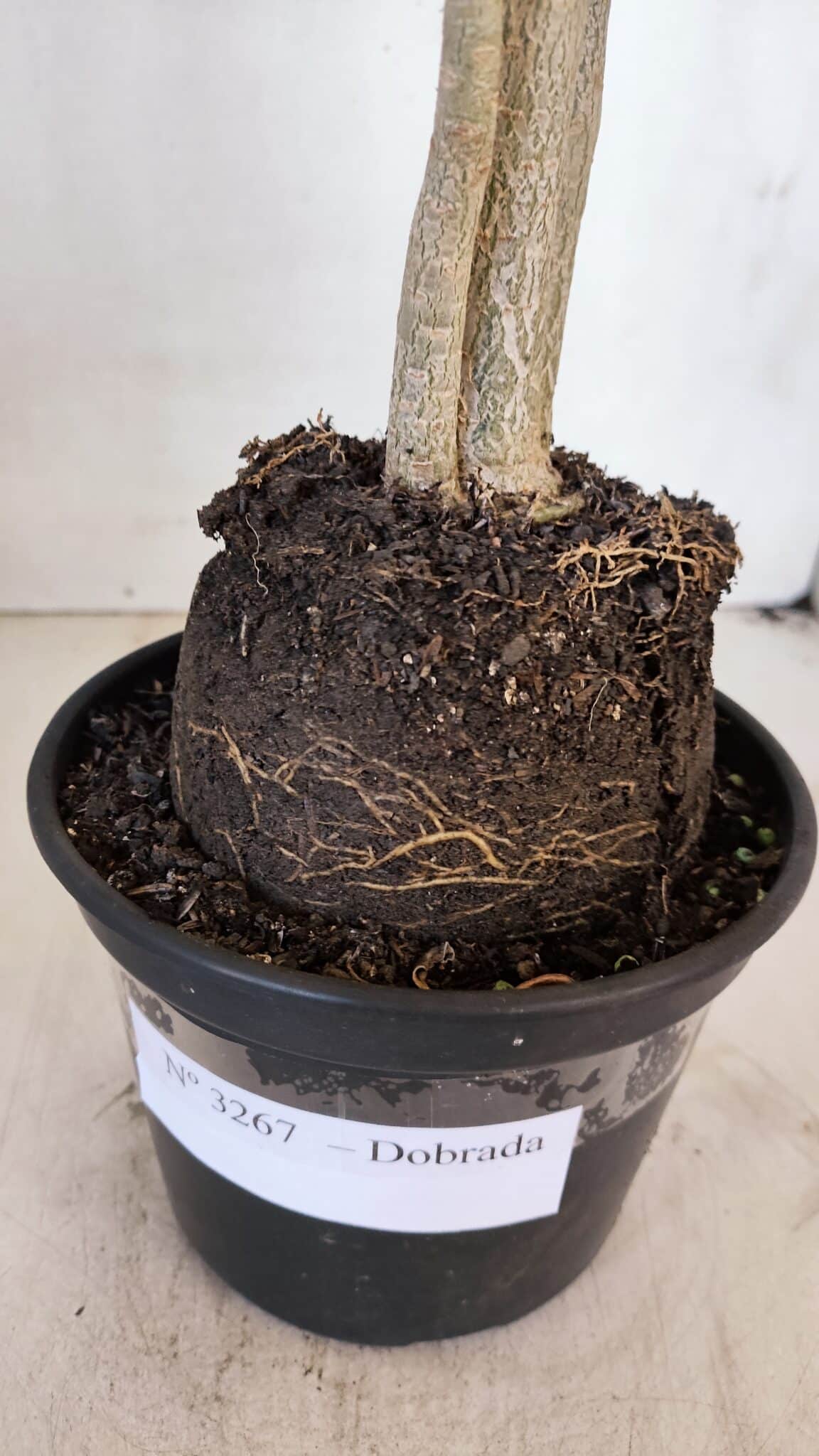 Planta Dobrada 3267 – 35cm – 03 anos
