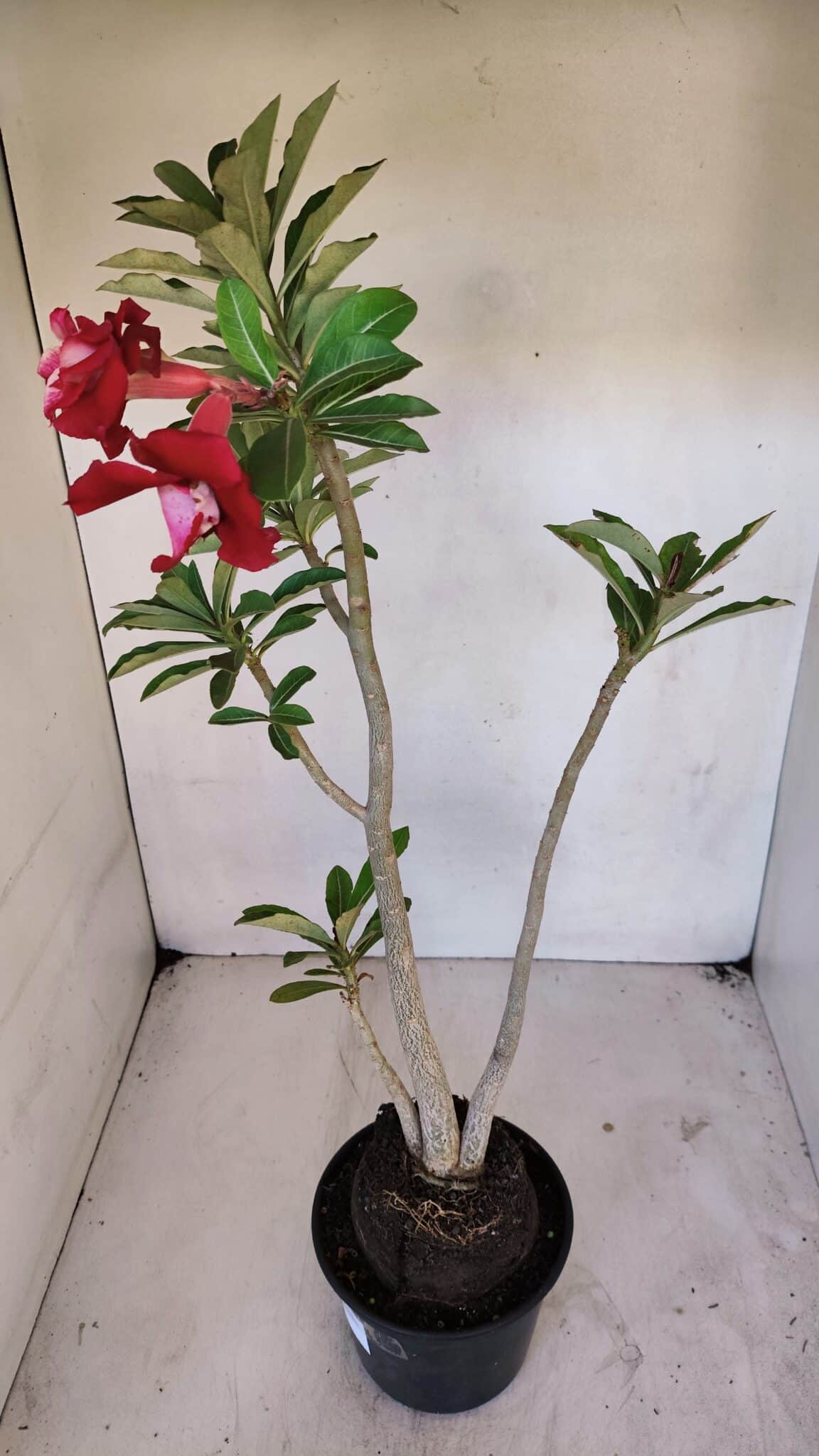 Planta Dobrada 3267 – 35cm – 03 anos