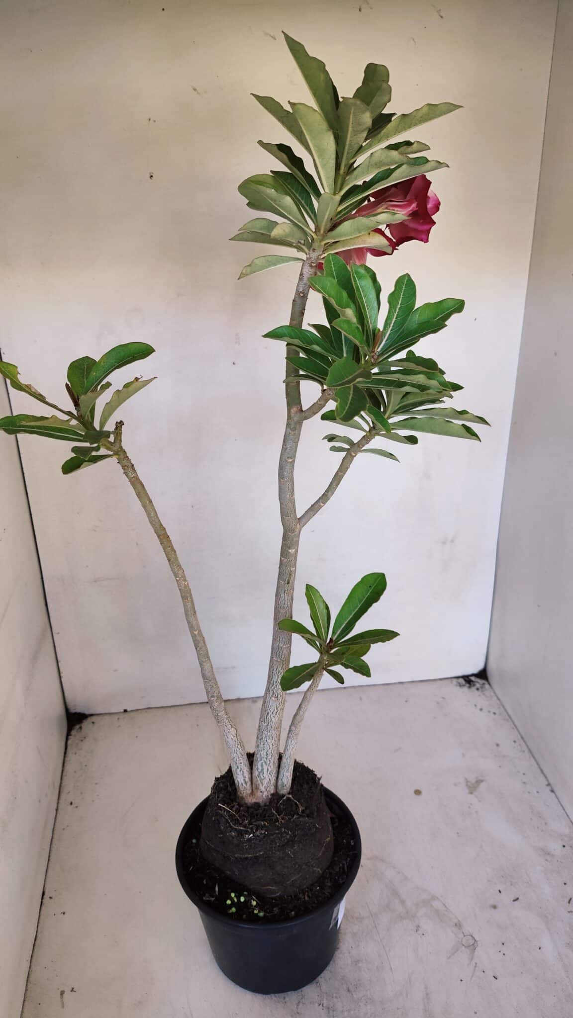 Planta Dobrada 3267 – 35cm – 03 anos