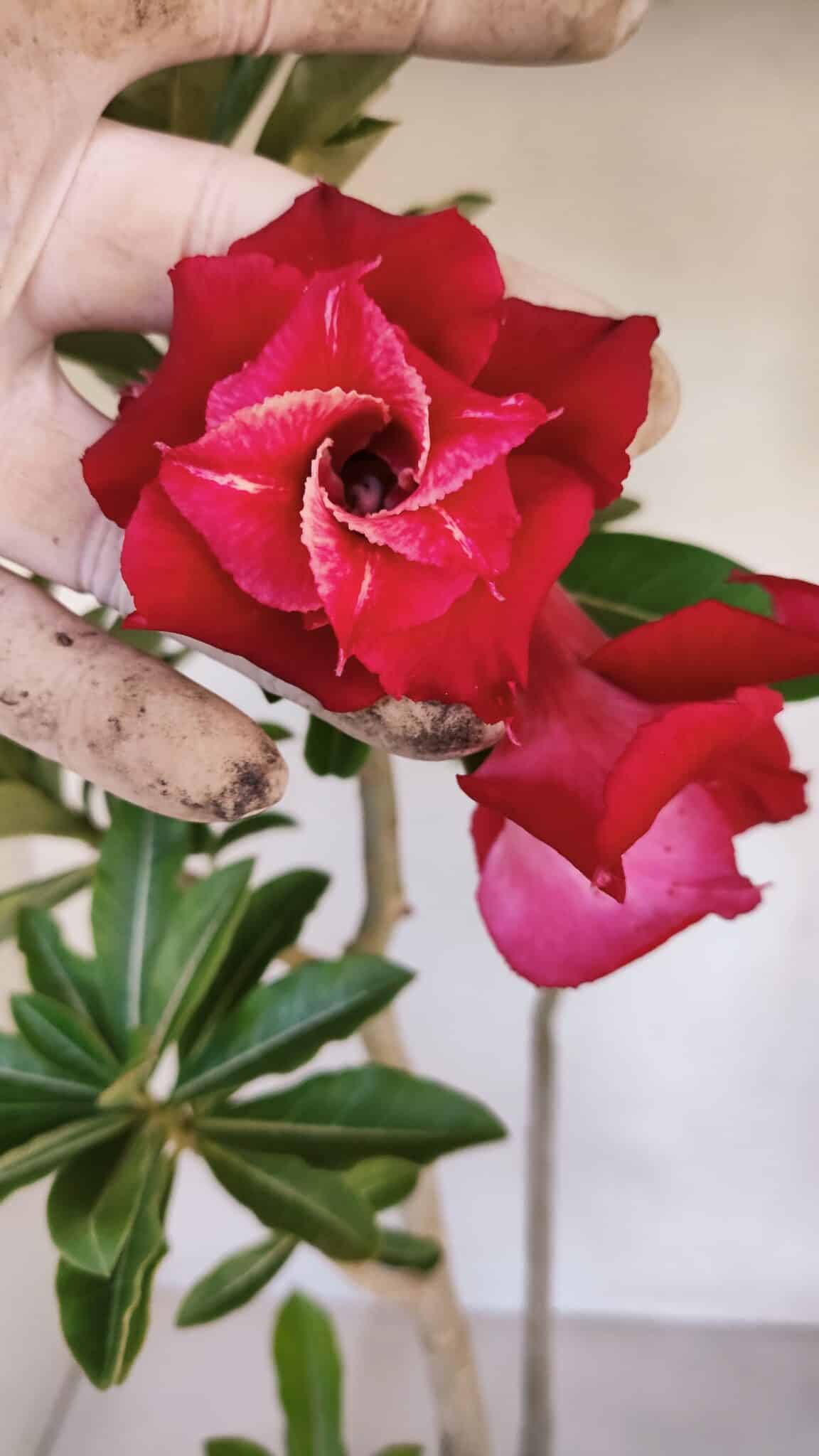 Planta Dobrada 3267 – 35cm – 03 anos