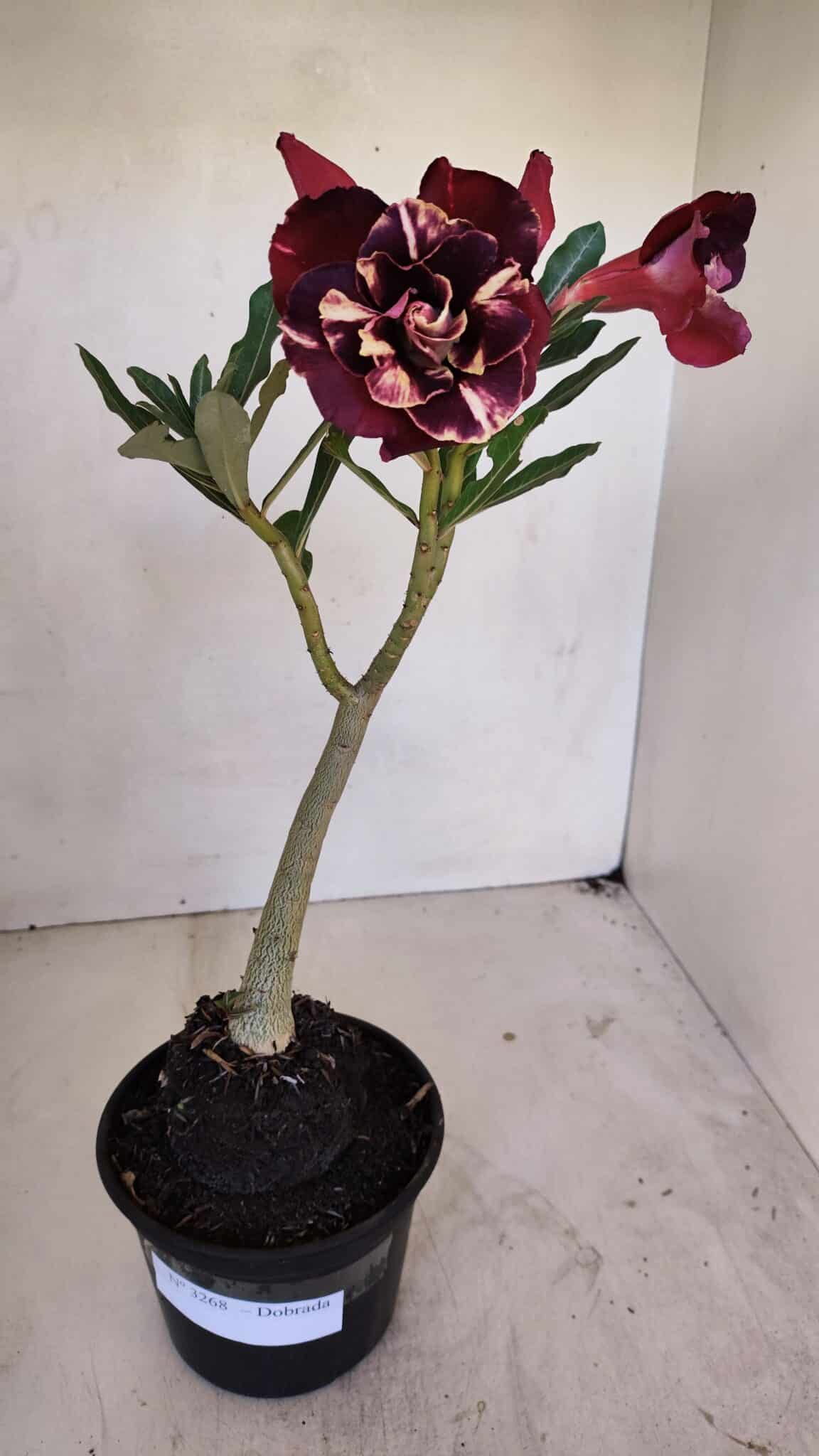 Planta Dobrada 3268 – 35cm – 03 anos