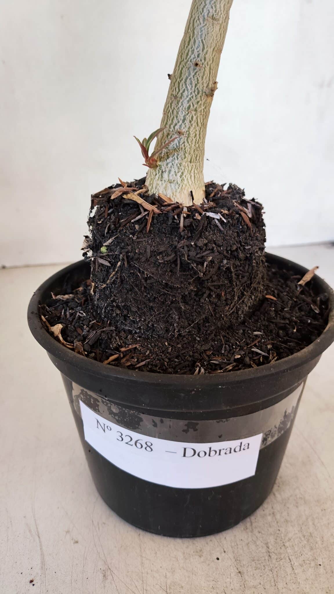 Planta Dobrada 3268 – 35cm – 03 anos