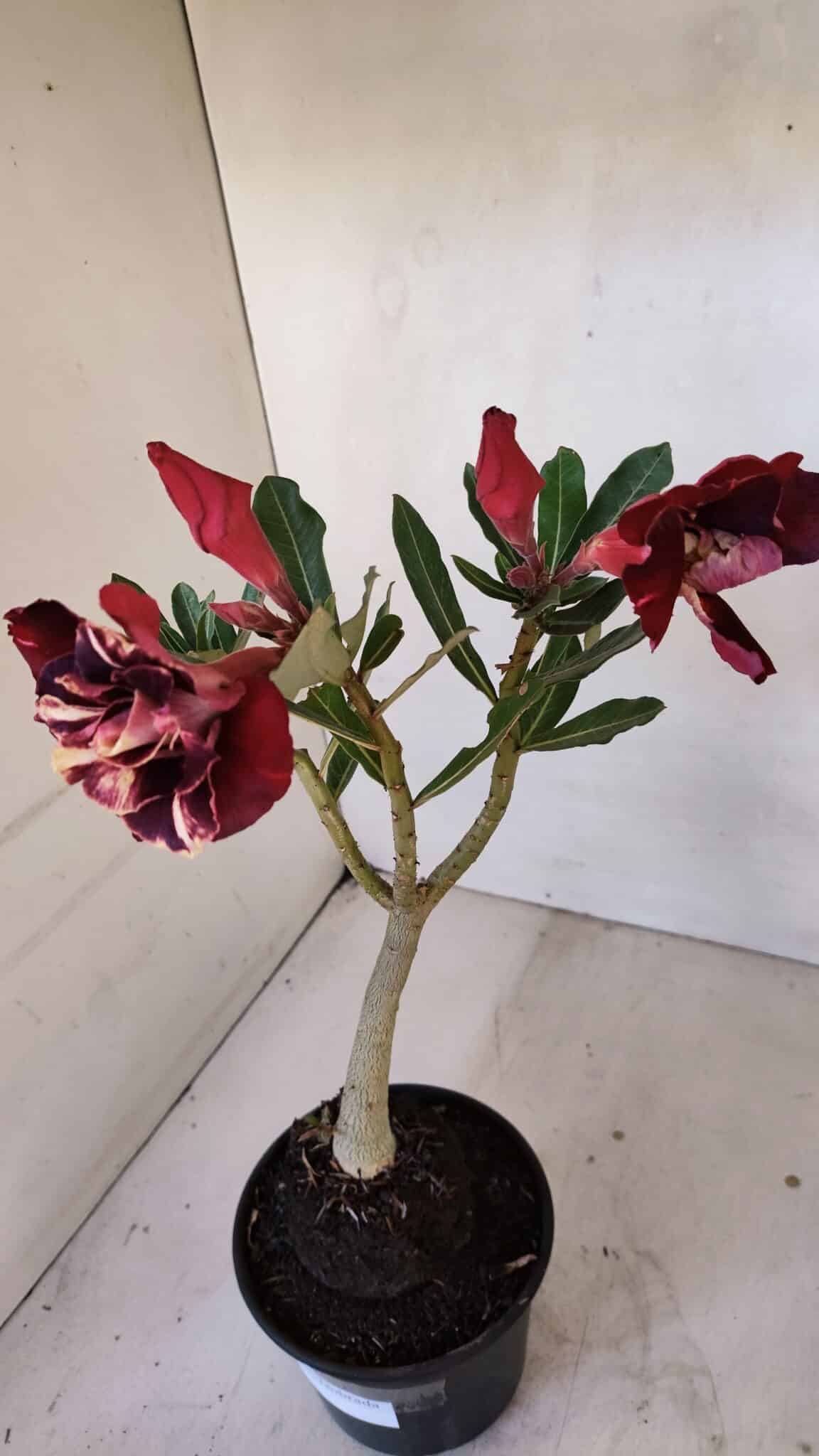 Planta Dobrada 3268 – 35cm – 03 anos