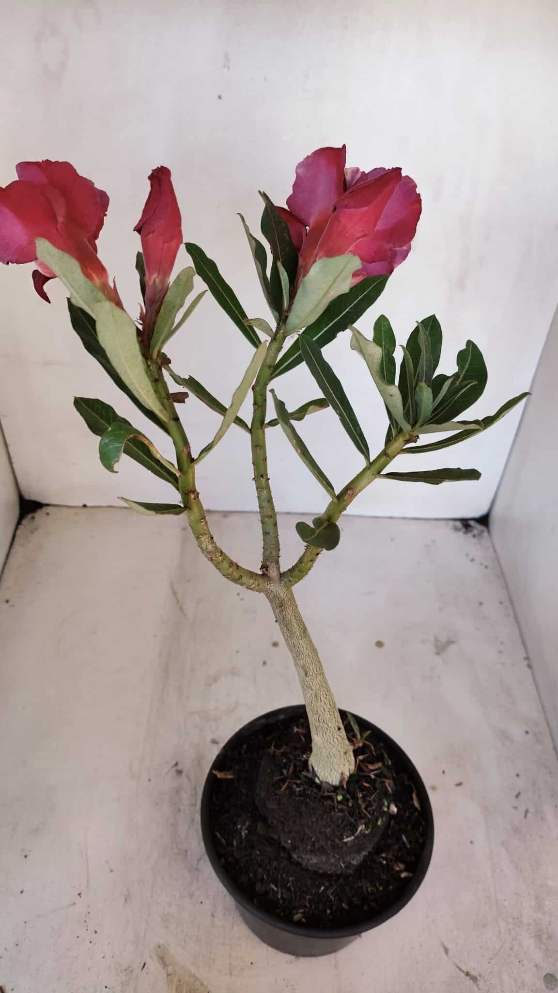 Planta Dobrada 3268 – 35cm – 03 anos