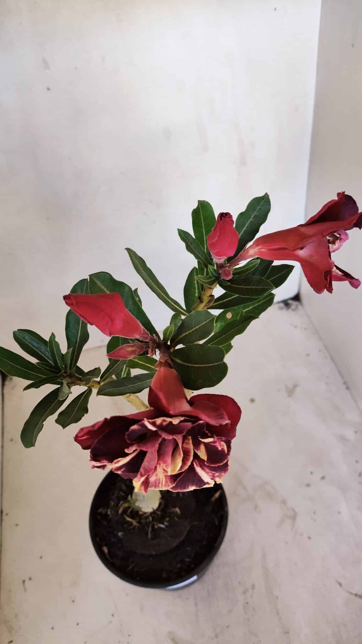 Planta Dobrada 3268 – 35cm – 03 anos