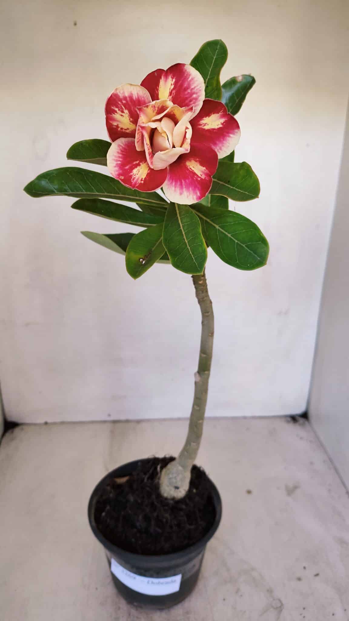 Planta Dobrada 3269 – 30cm – 02 anos