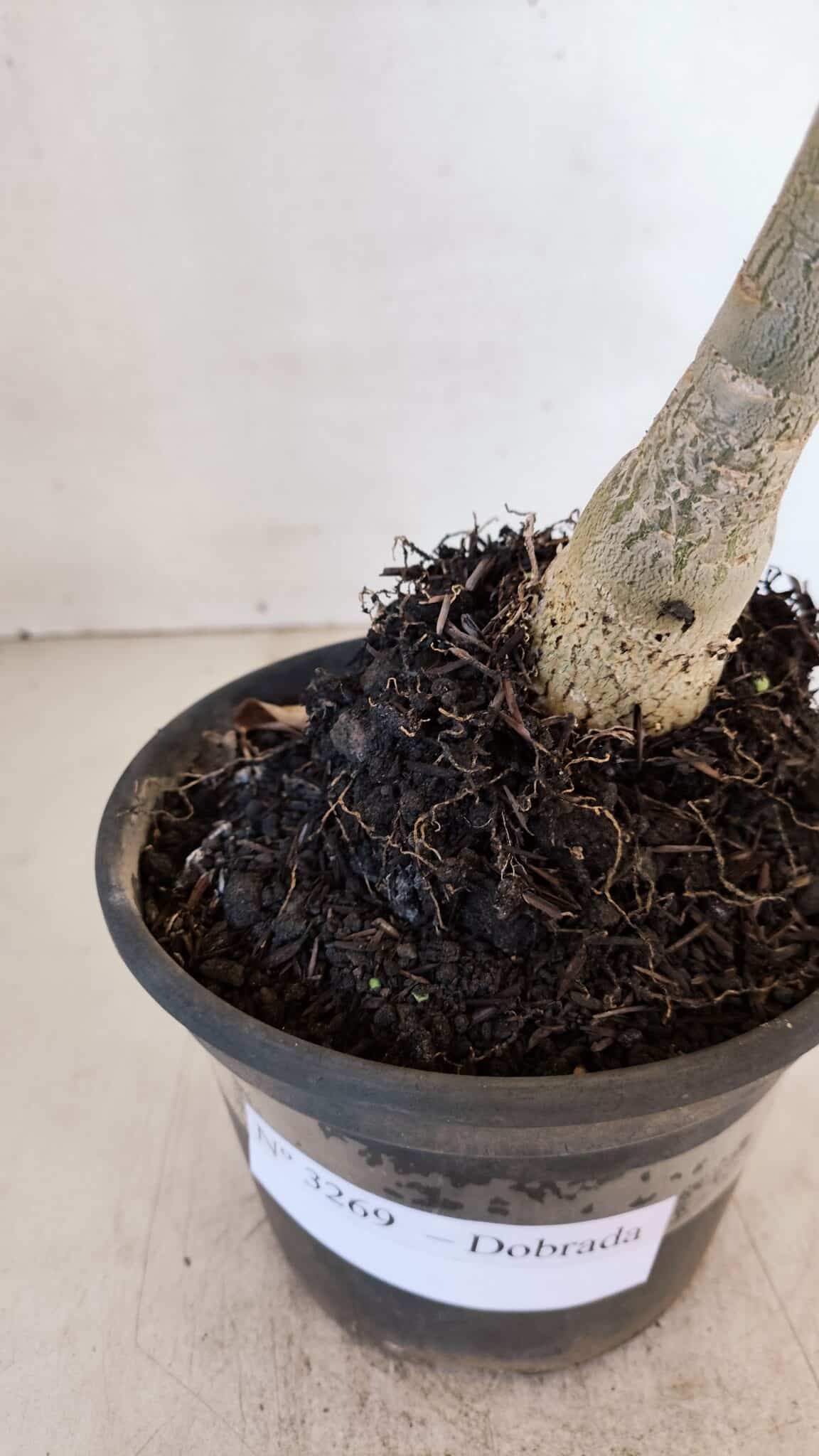 Planta Dobrada 3269 – 30cm – 02 anos