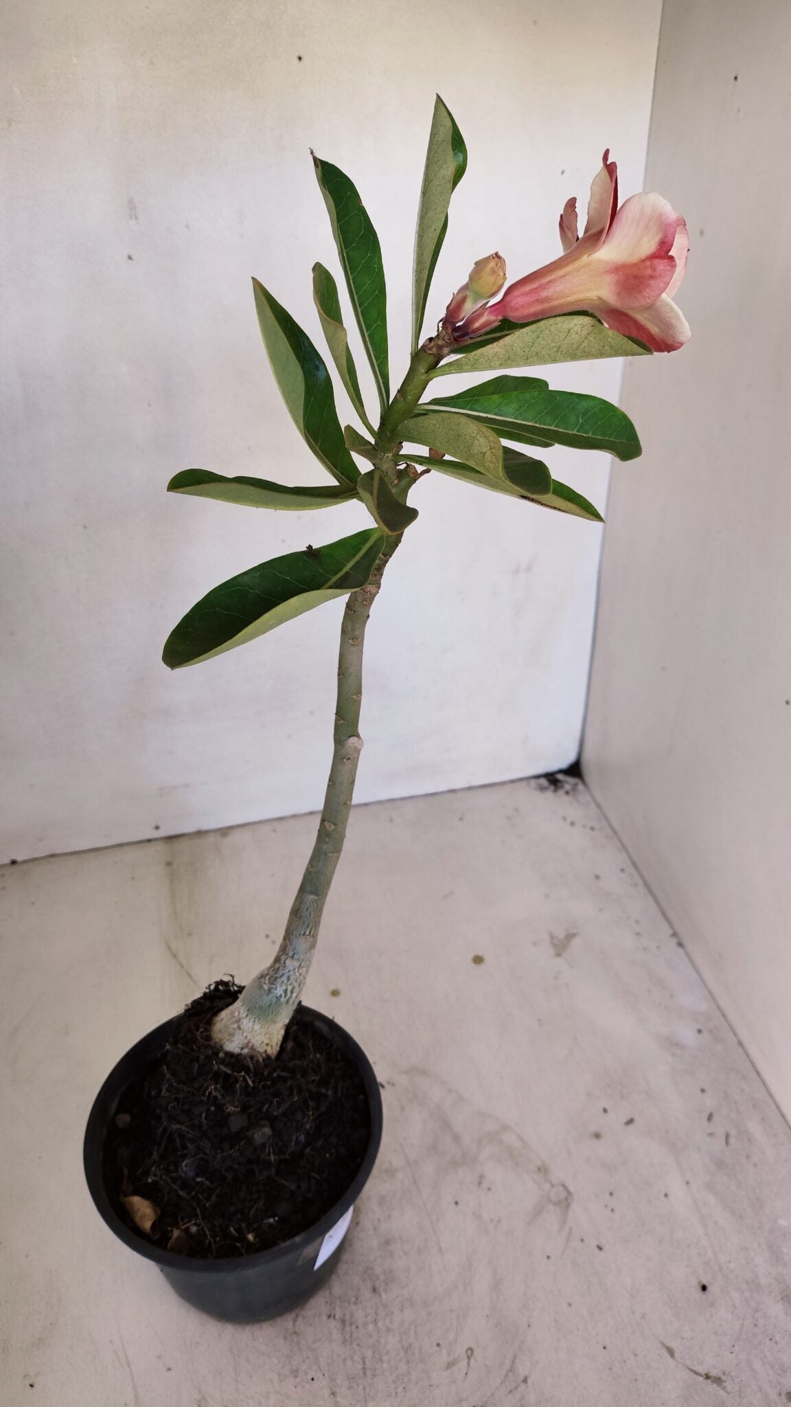 Planta Dobrada 3269 – 30cm – 02 anos