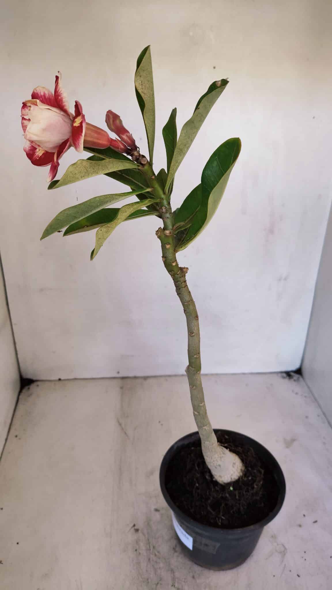 Planta Dobrada 3269 – 30cm – 02 anos