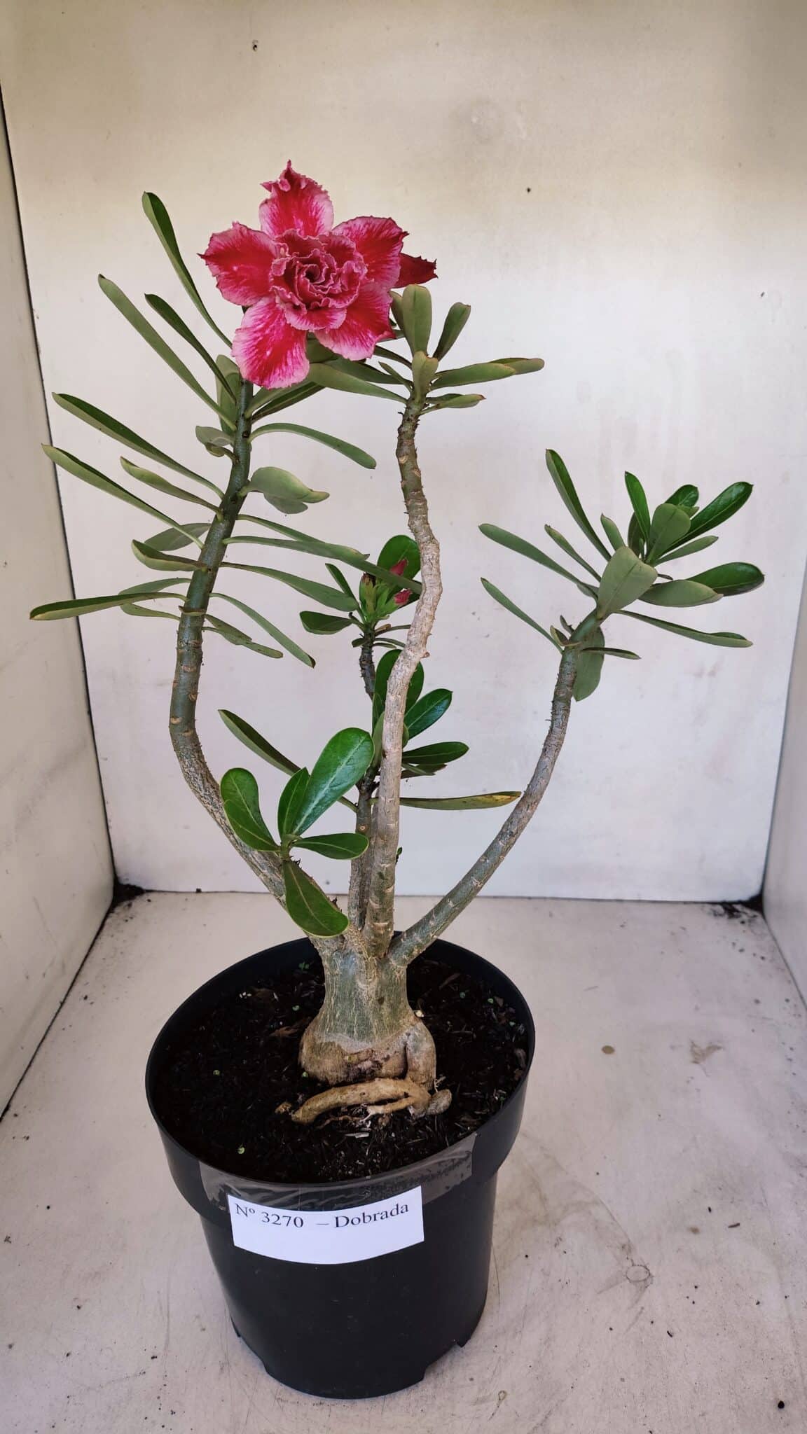 Planta Dobrada 3270 – 45cm – 03 anos