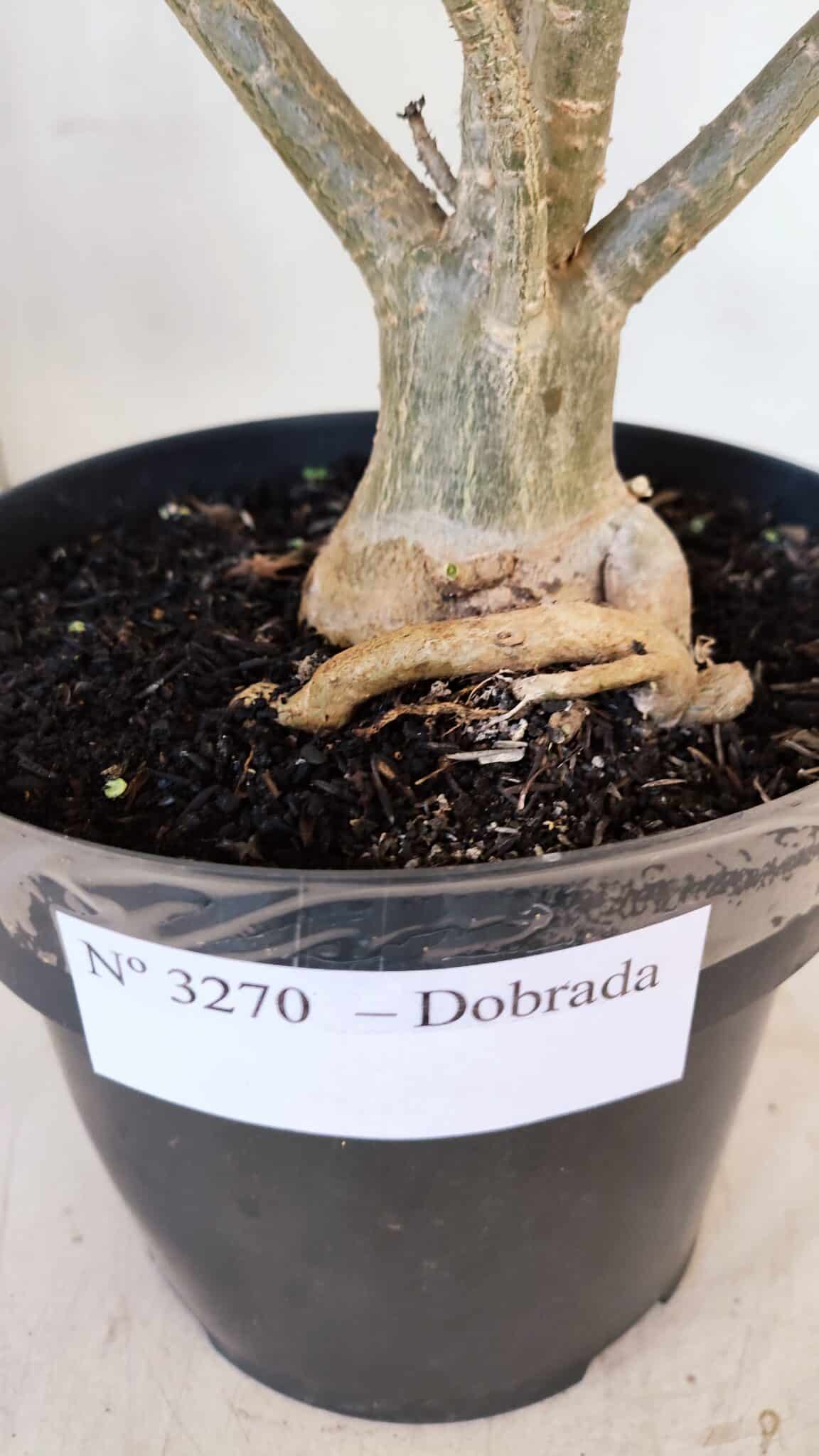 Planta Dobrada 3270 – 45cm – 03 anos