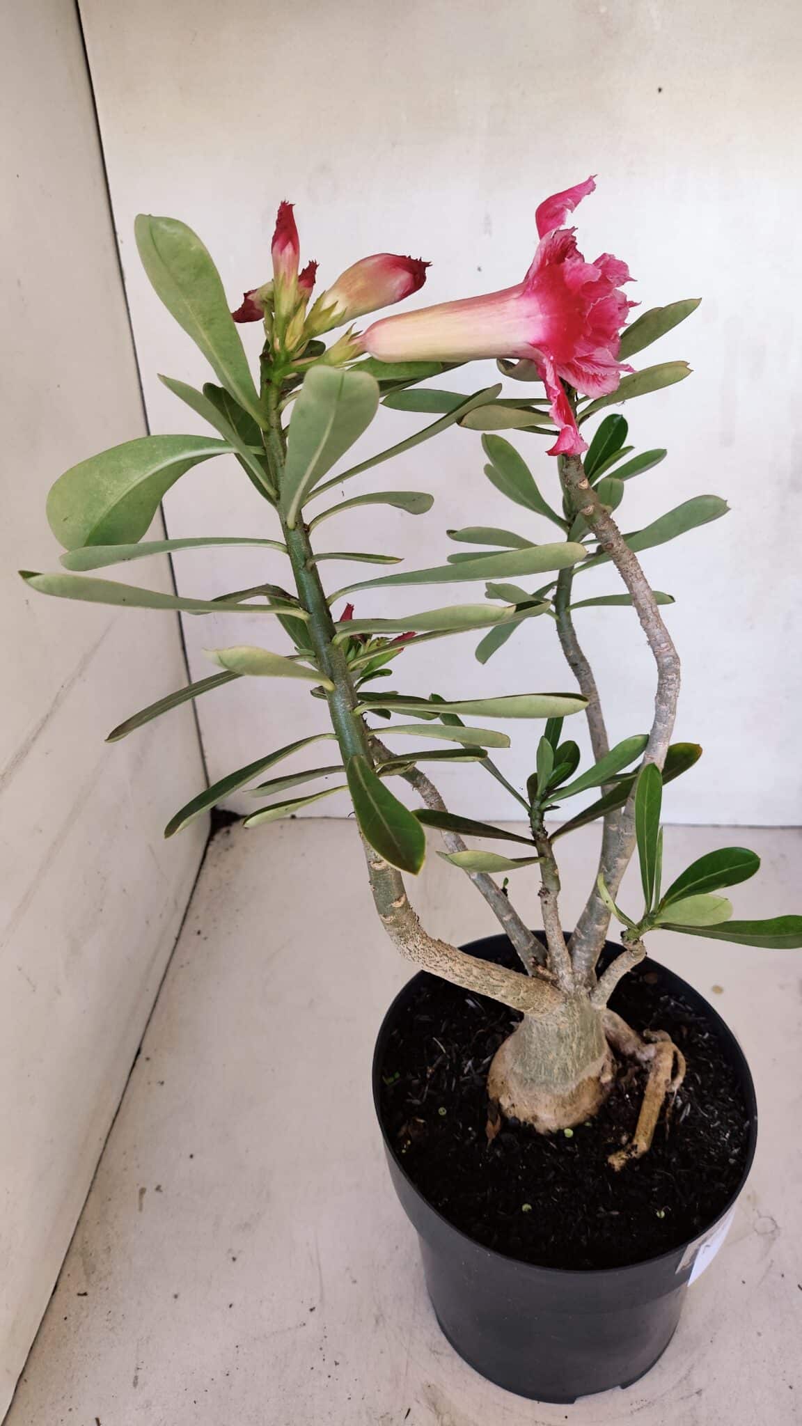Planta Dobrada 3270 – 45cm – 03 anos