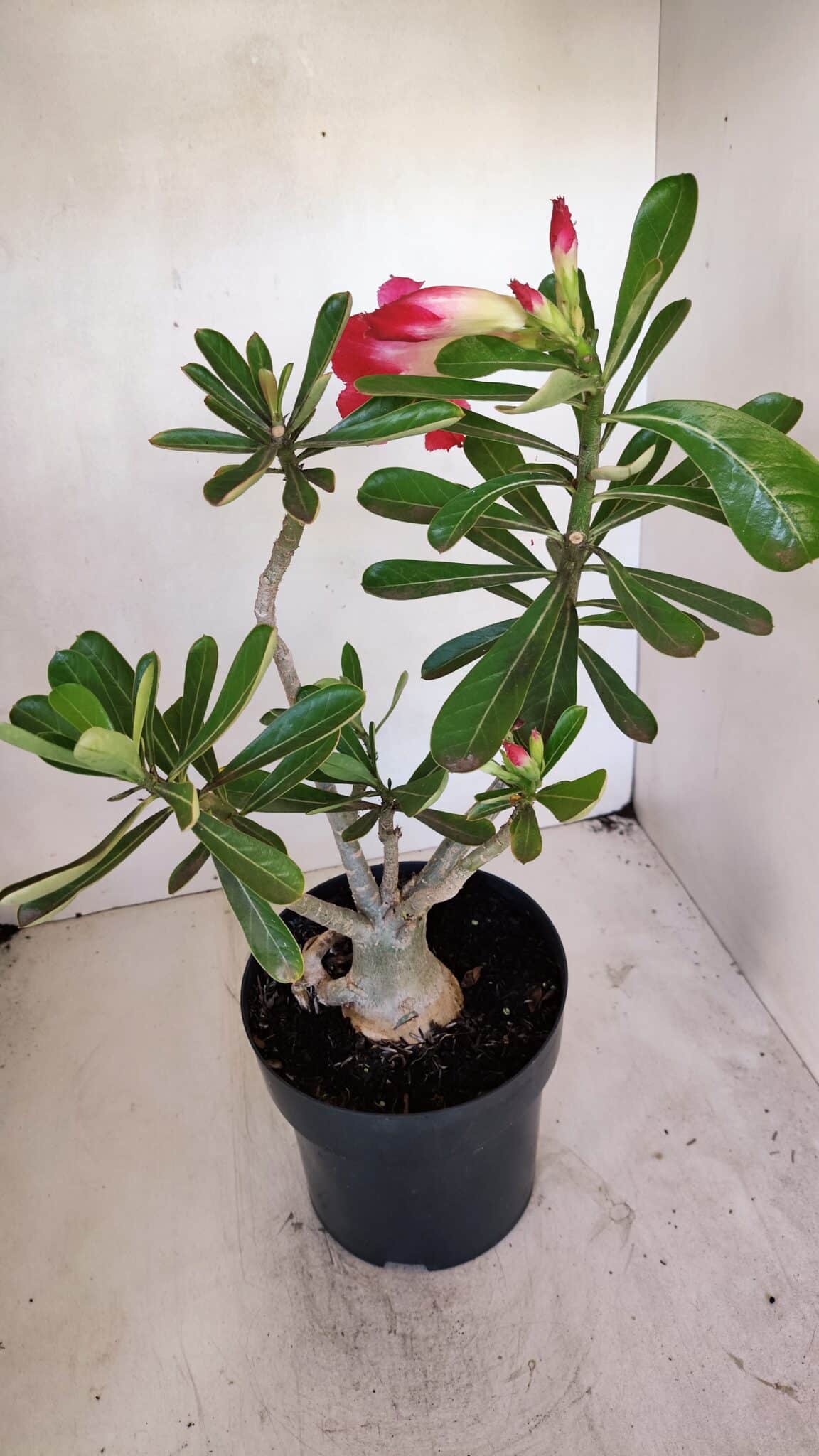 Planta Dobrada 3270 – 45cm – 03 anos
