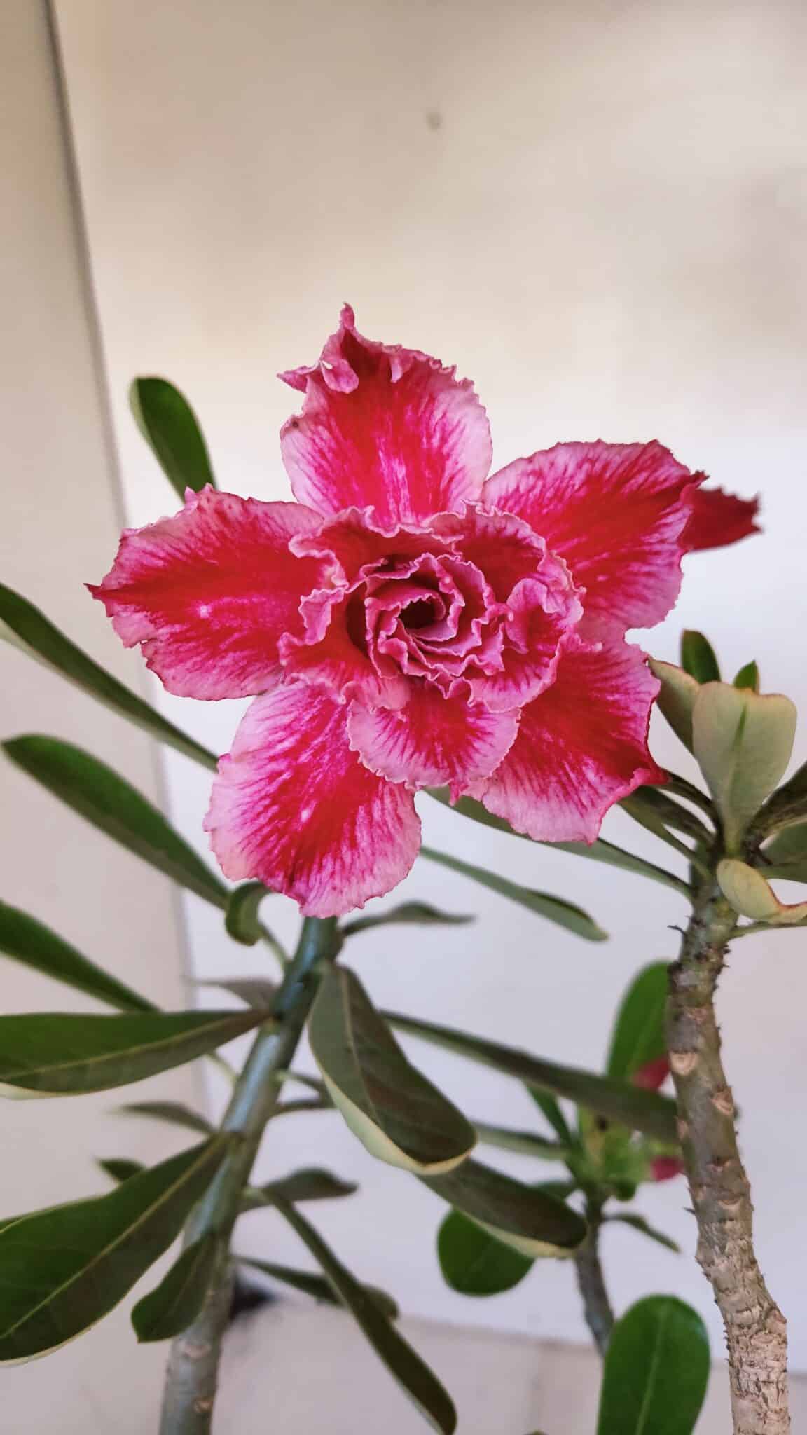 Planta Dobrada 3270 – 45cm – 03 anos