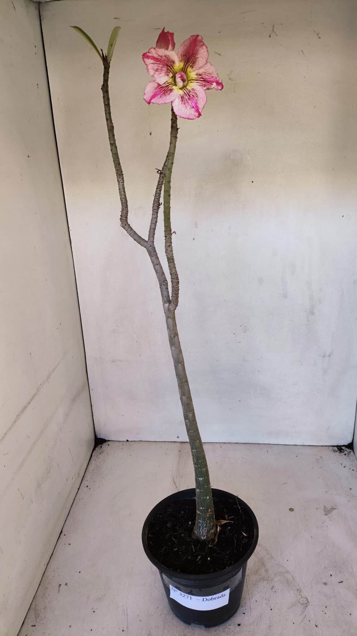 Planta Dobrada 3271 – 35cm – 03 anos