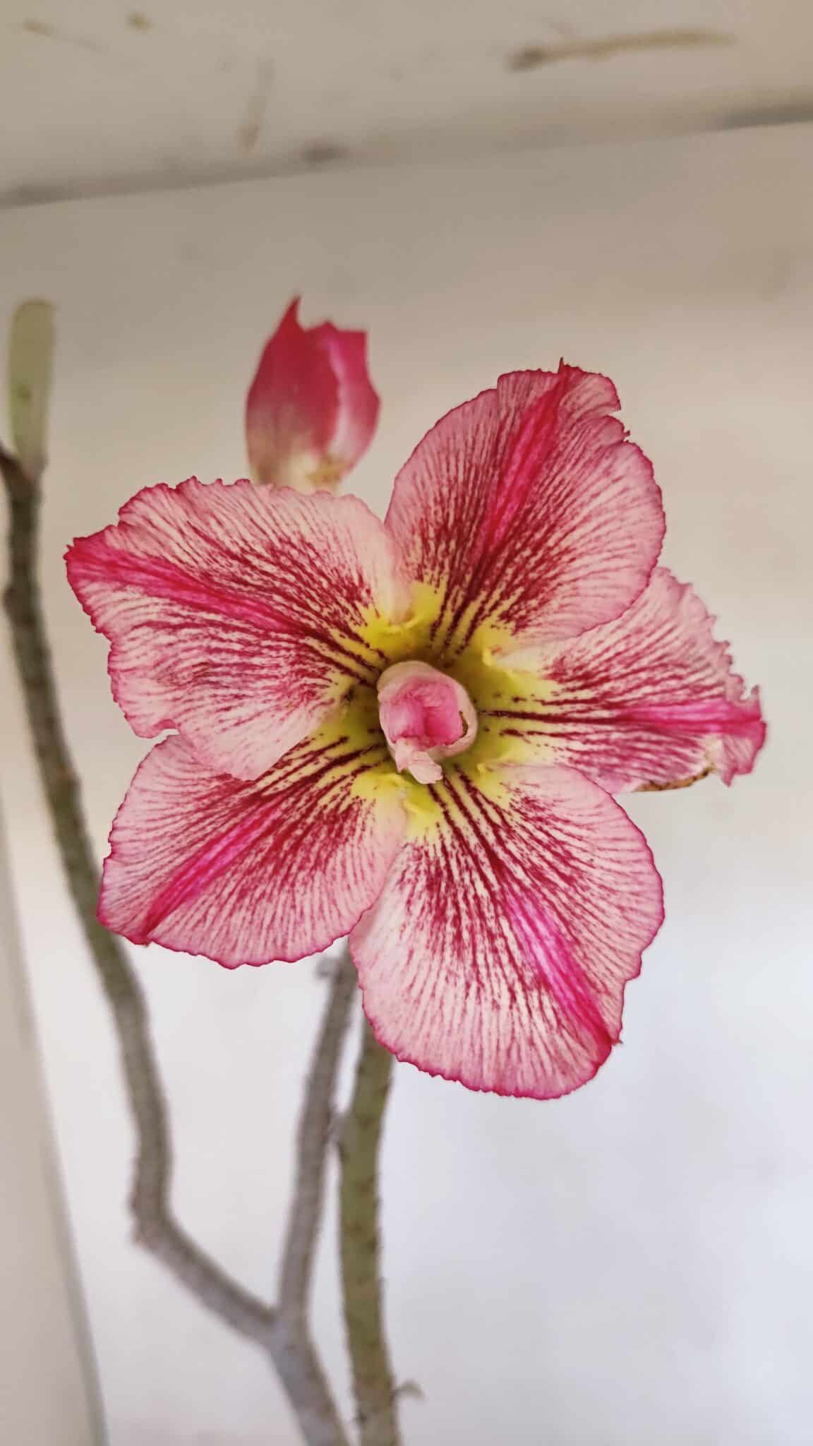 Planta Dobrada 3271 – 35cm – 03 anos