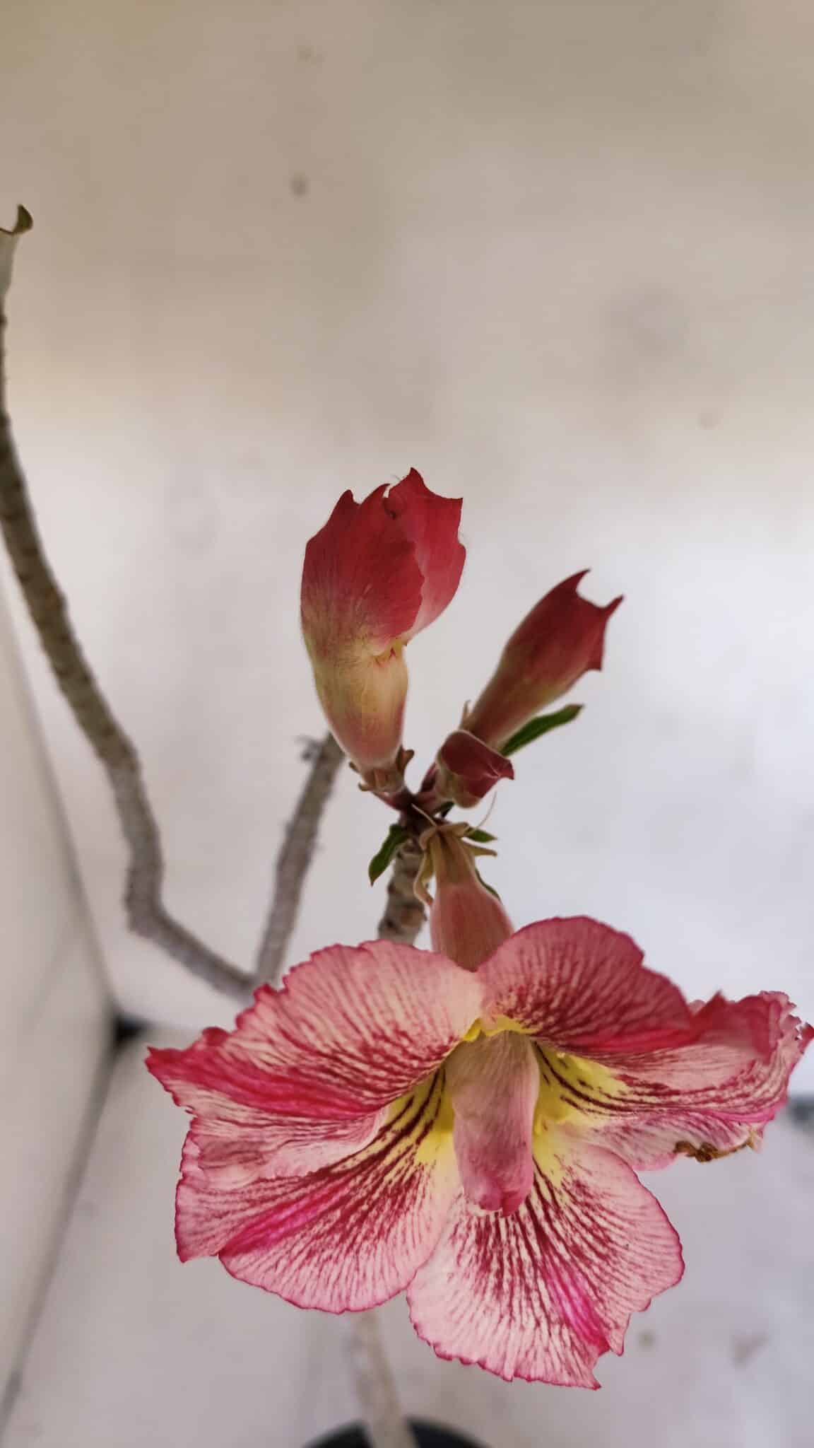 Planta Dobrada 3271 – 35cm – 03 anos