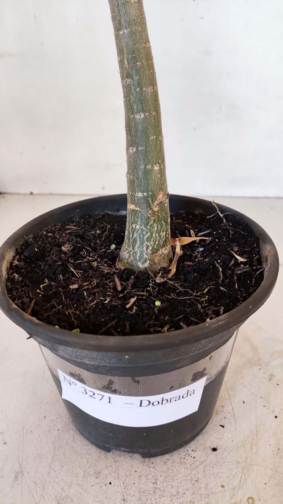 Planta Dobrada 3271 – 35cm – 03 anos