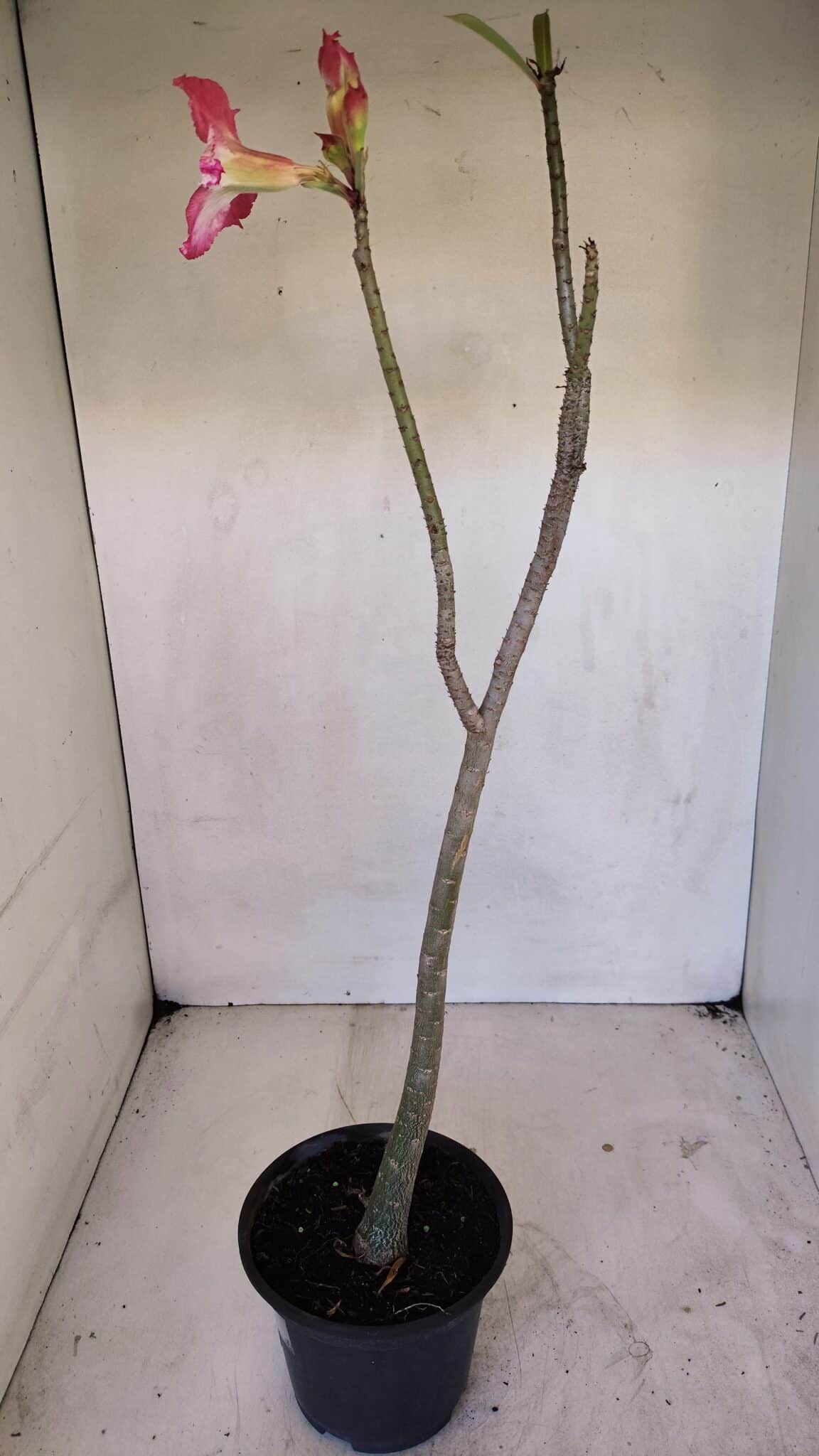 Planta Dobrada 3271 – 35cm – 03 anos