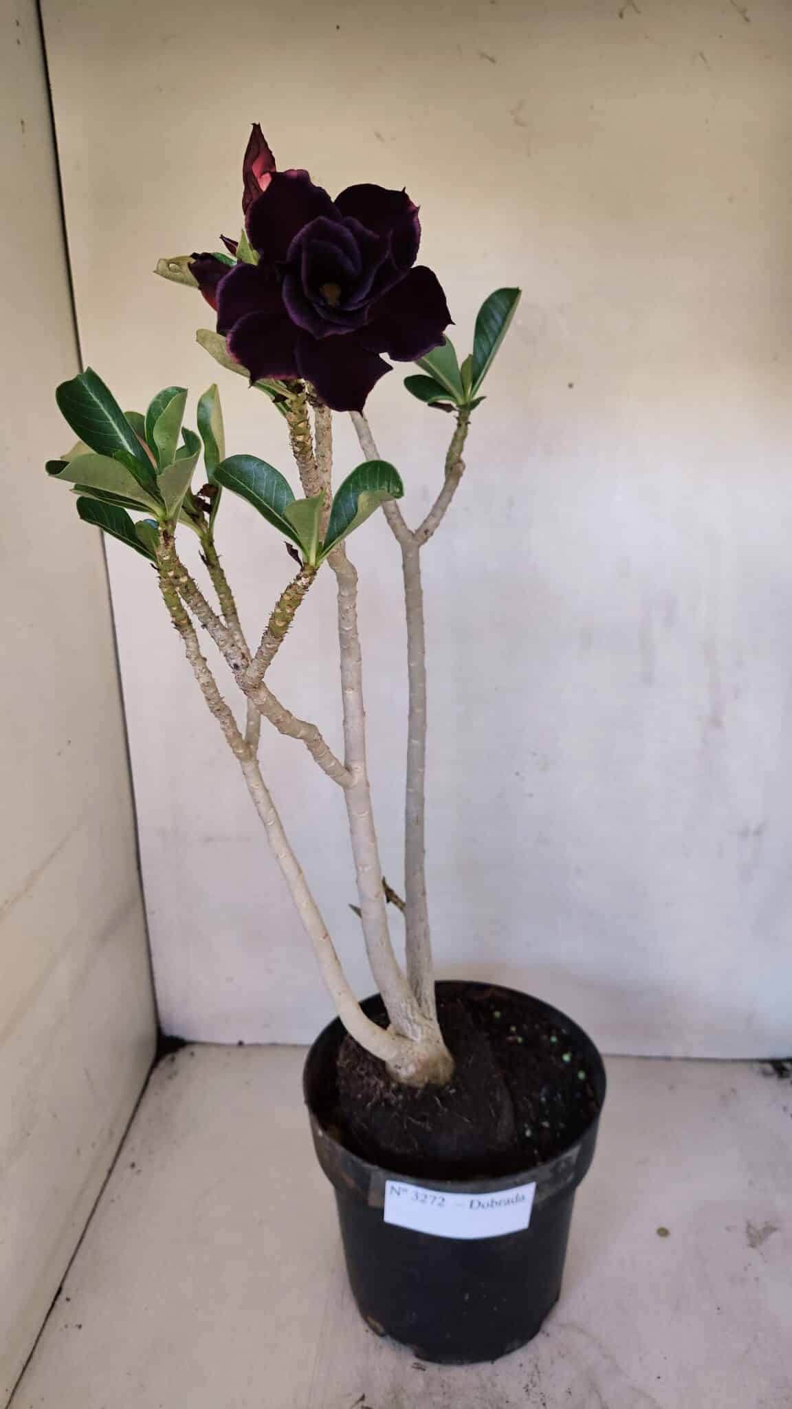Planta Dobrada 3272 – 45cm – 03 anos
