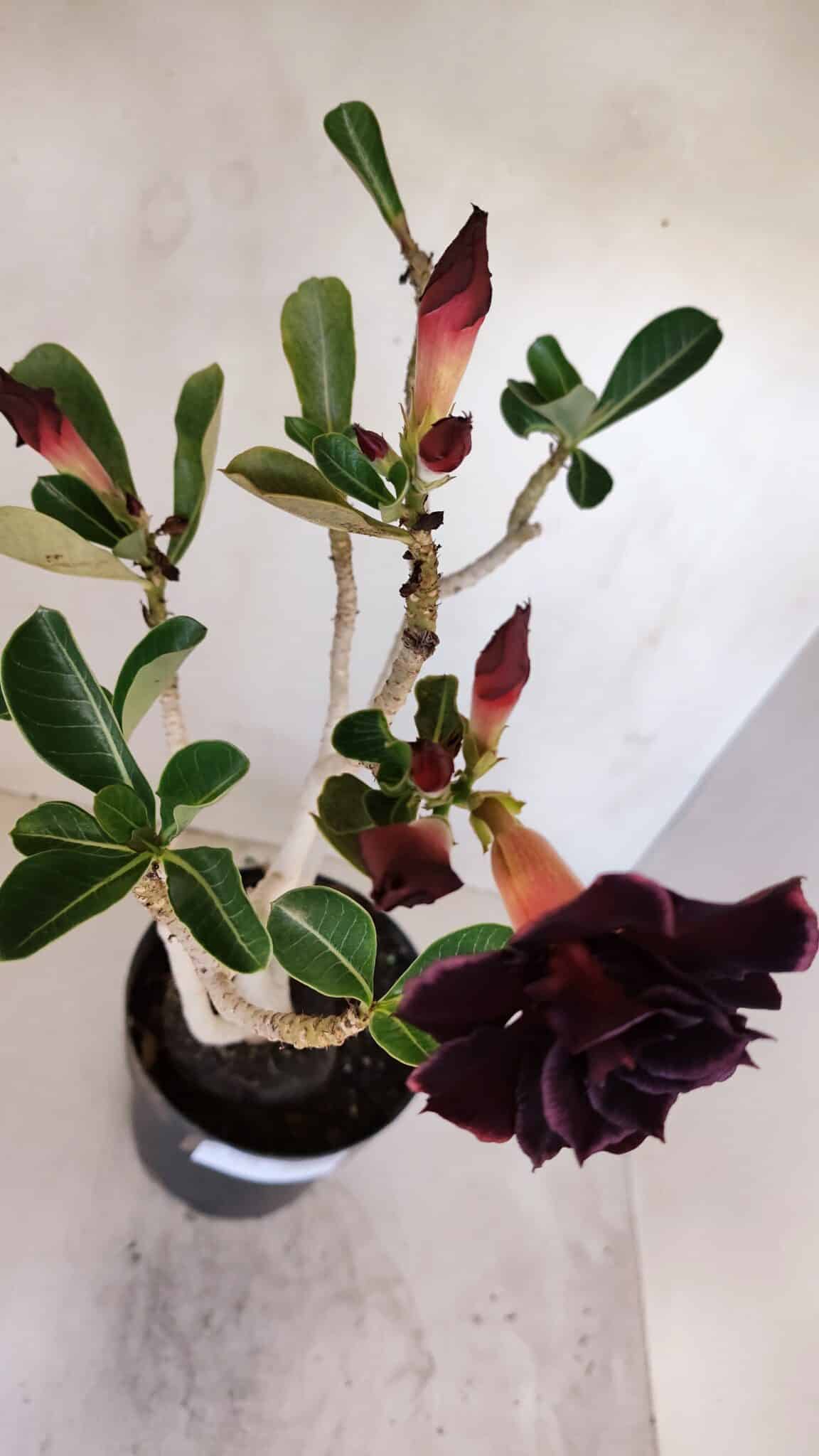 Planta Dobrada 3272 – 45cm – 03 anos