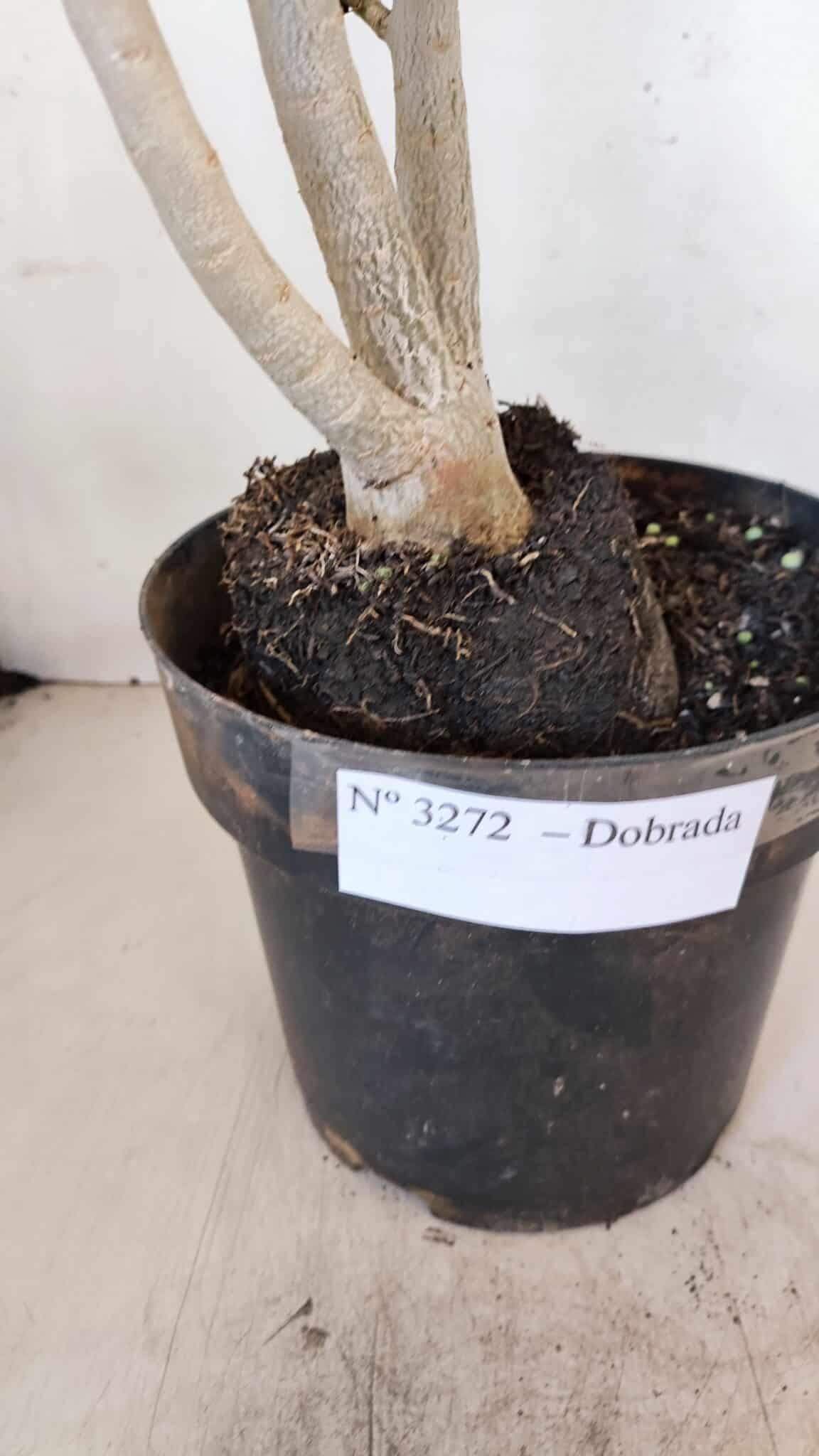 Planta Dobrada 3272 – 45cm – 03 anos