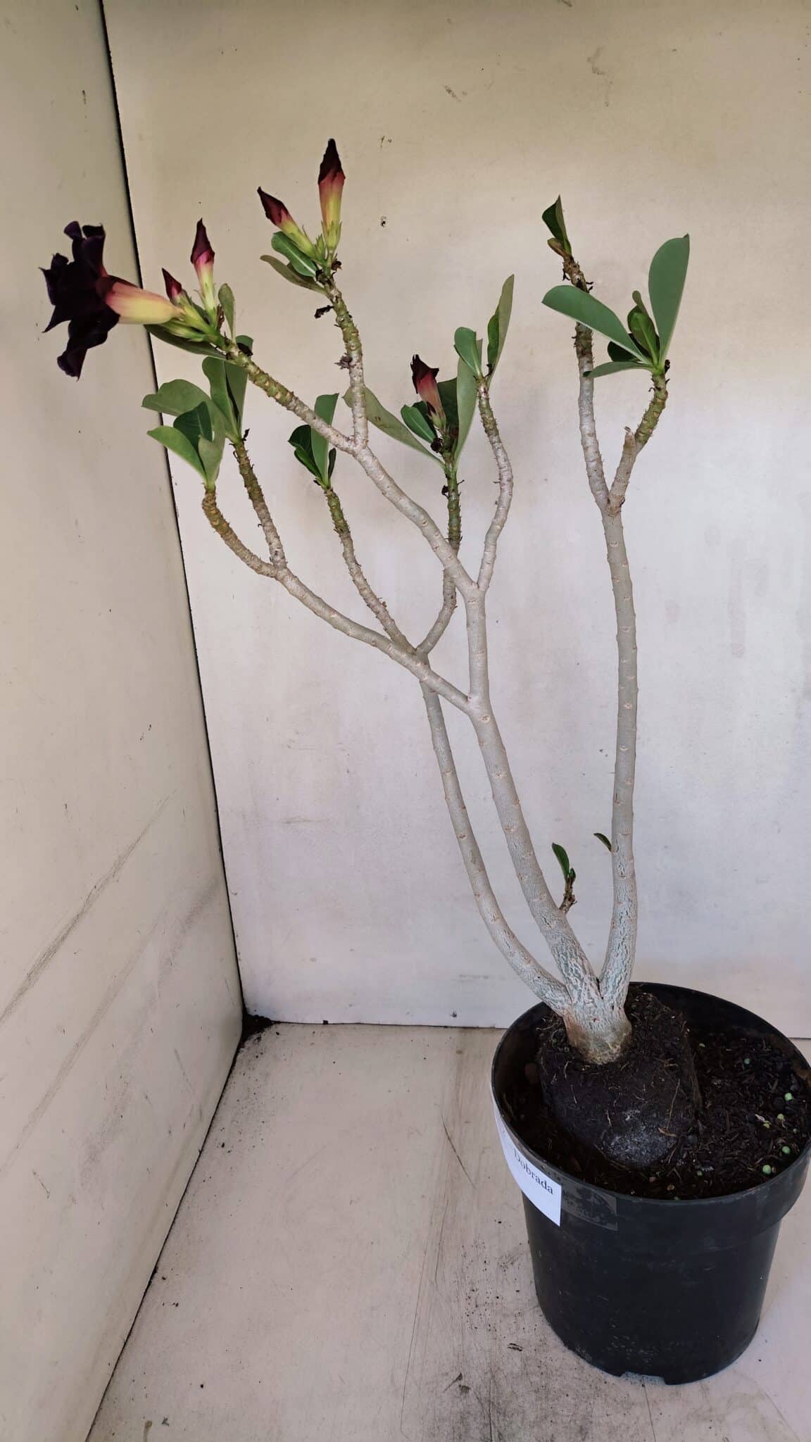 Planta Dobrada 3272 – 45cm – 03 anos