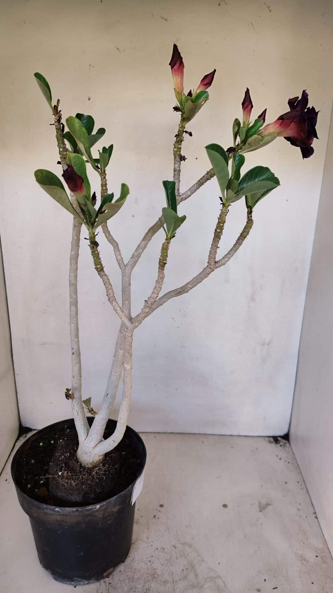 Planta Dobrada 3272 – 45cm – 03 anos