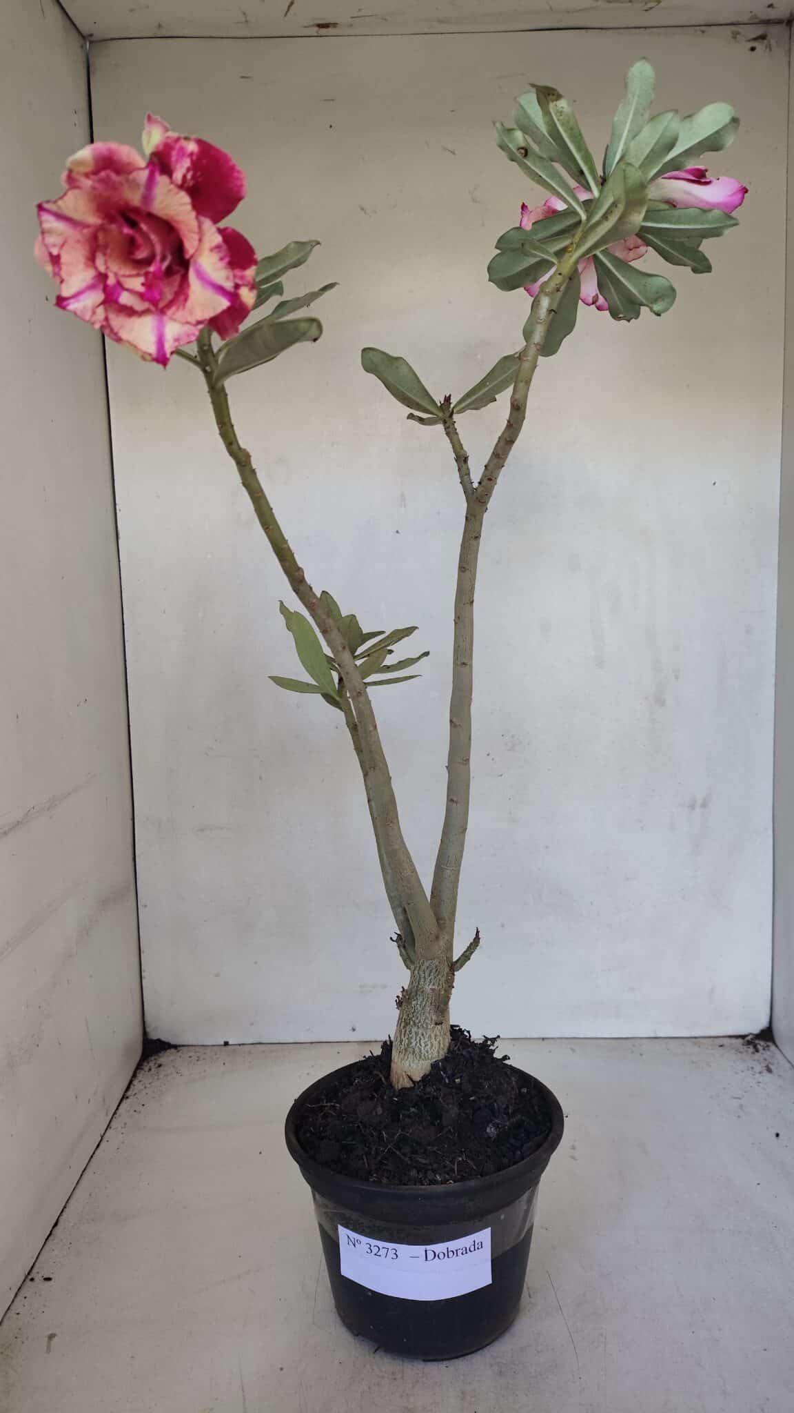 Planta Dobrada 3273 – 35cm – 03 anos