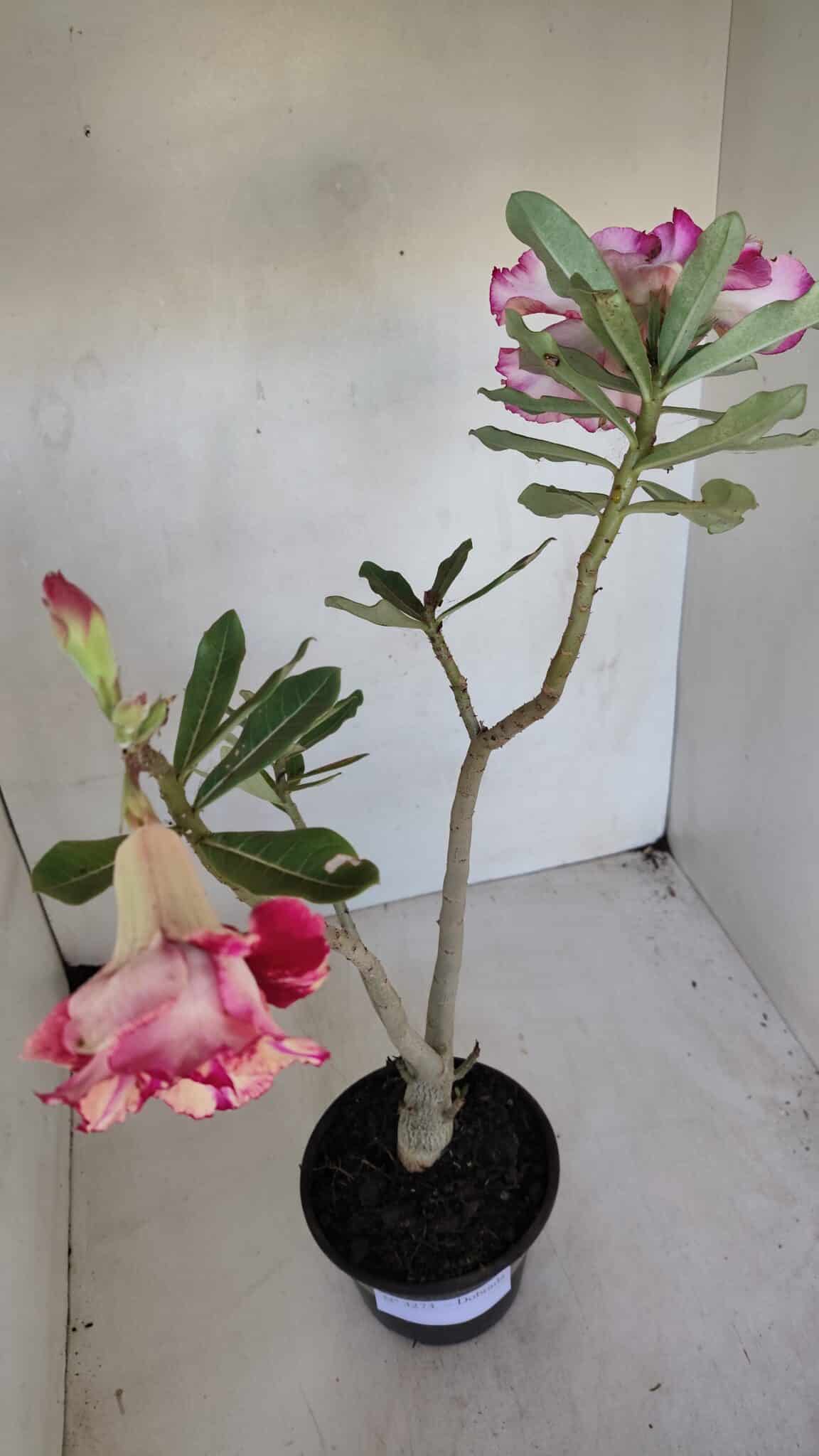 Planta Dobrada 3273 – 35cm – 03 anos