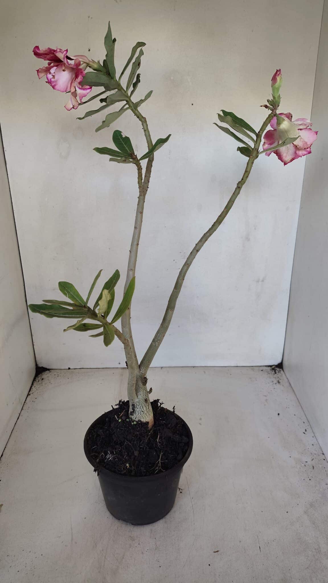 Planta Dobrada 3273 – 35cm – 03 anos