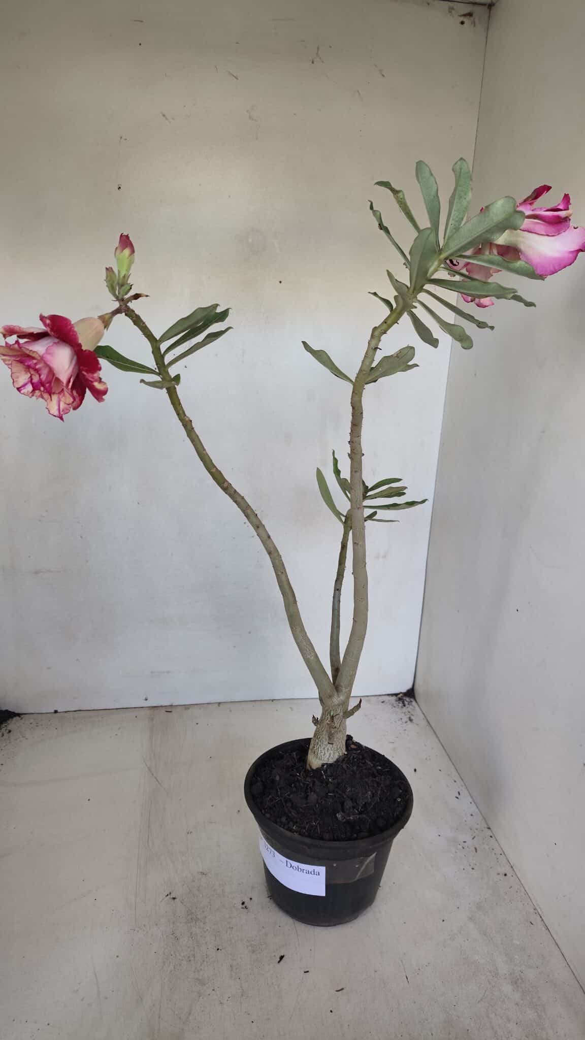 Planta Dobrada 3273 – 35cm – 03 anos