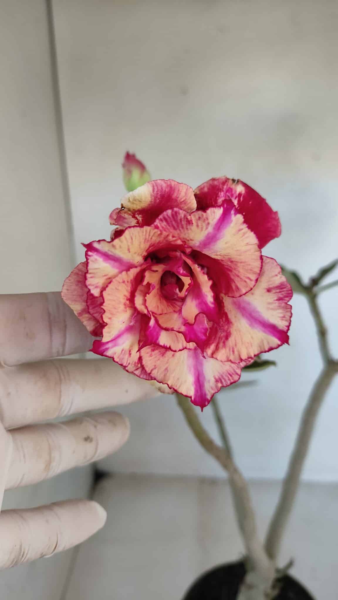 Planta Dobrada 3273 – 35cm – 03 anos
