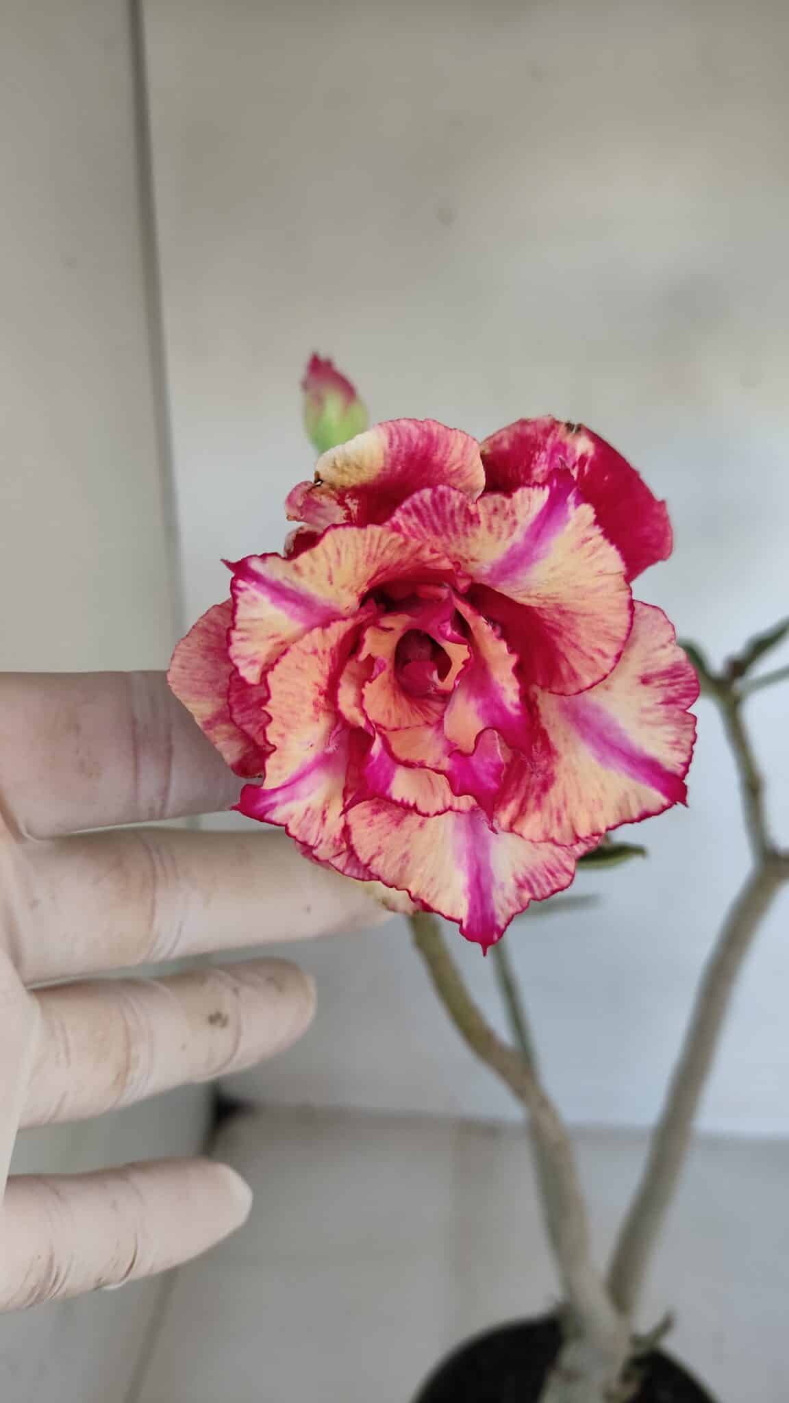 Planta Dobrada 3273 – 35cm – 03 anos