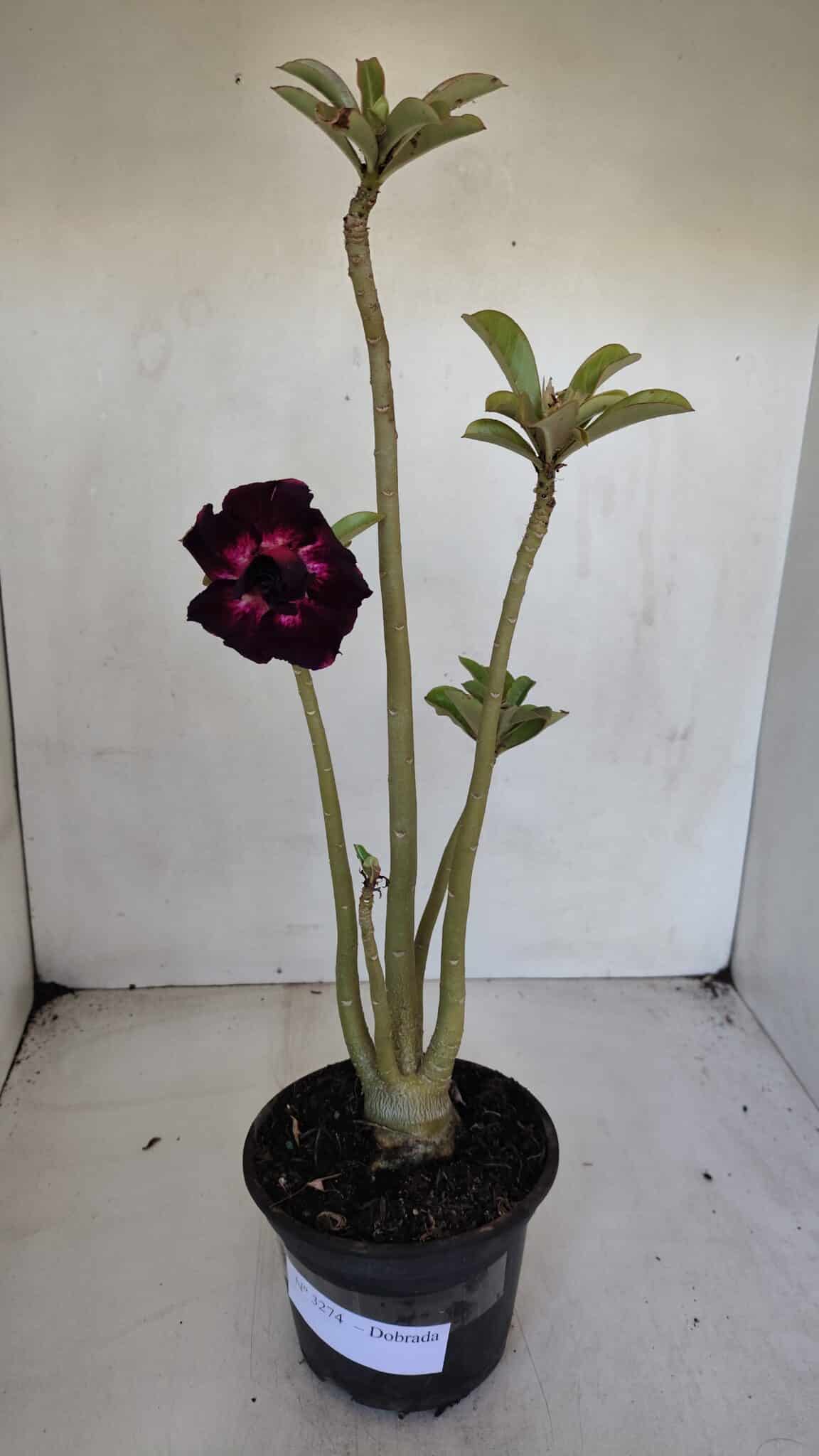 Planta Dobrada 3274 – 35cm – 03 anos