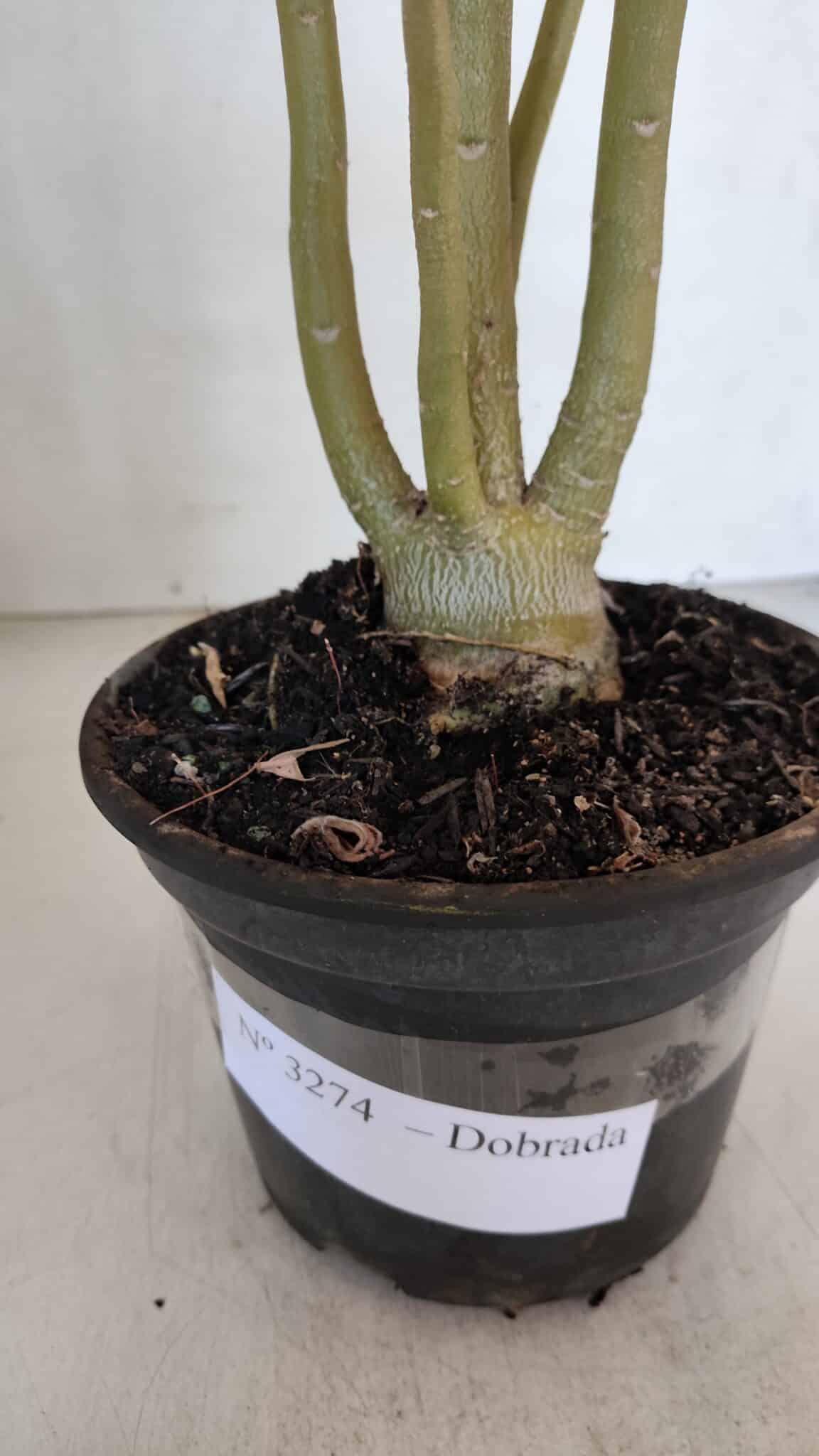 Planta Dobrada 3274 – 35cm – 03 anos