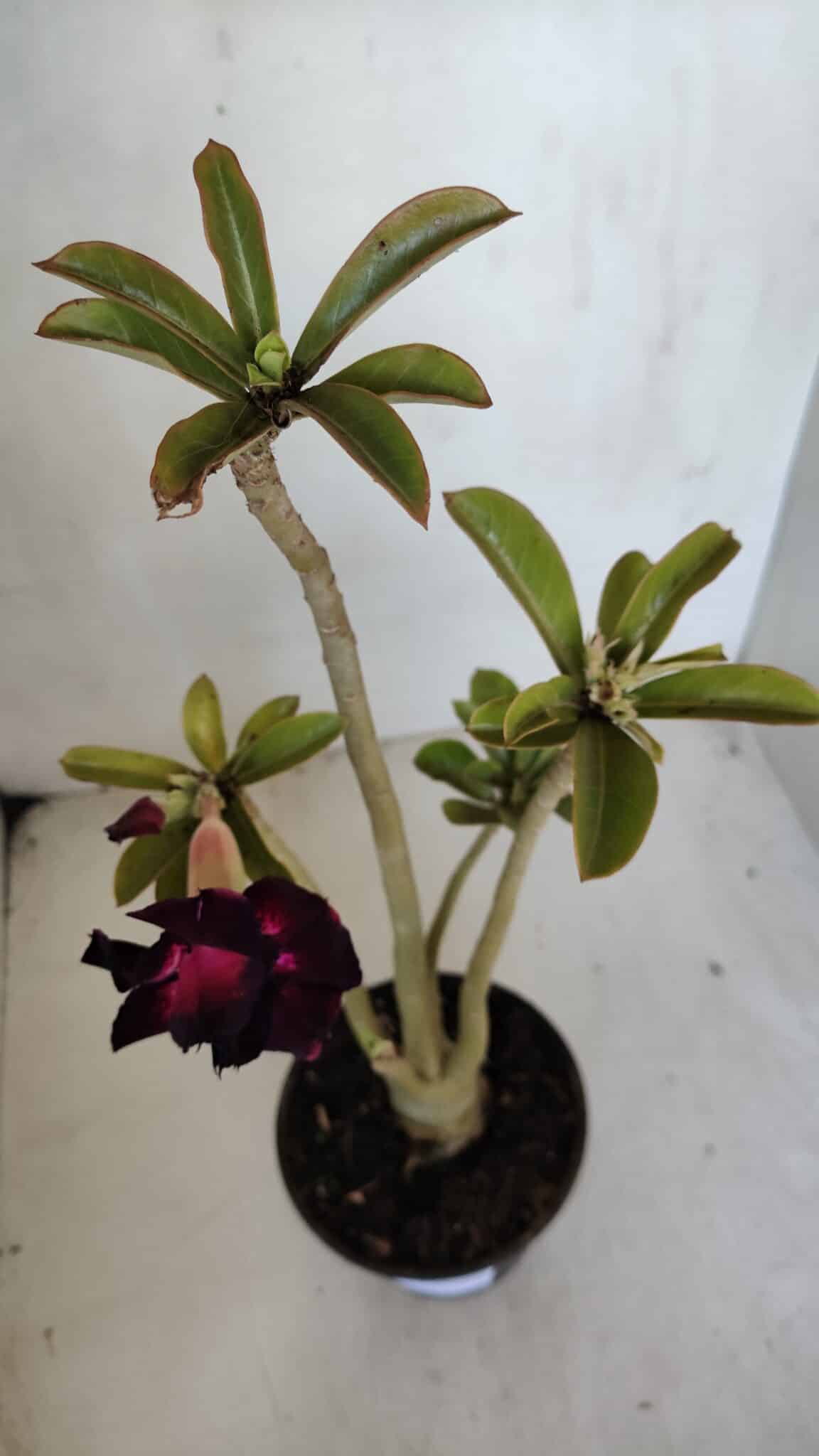 Planta Dobrada 3274 – 35cm – 03 anos