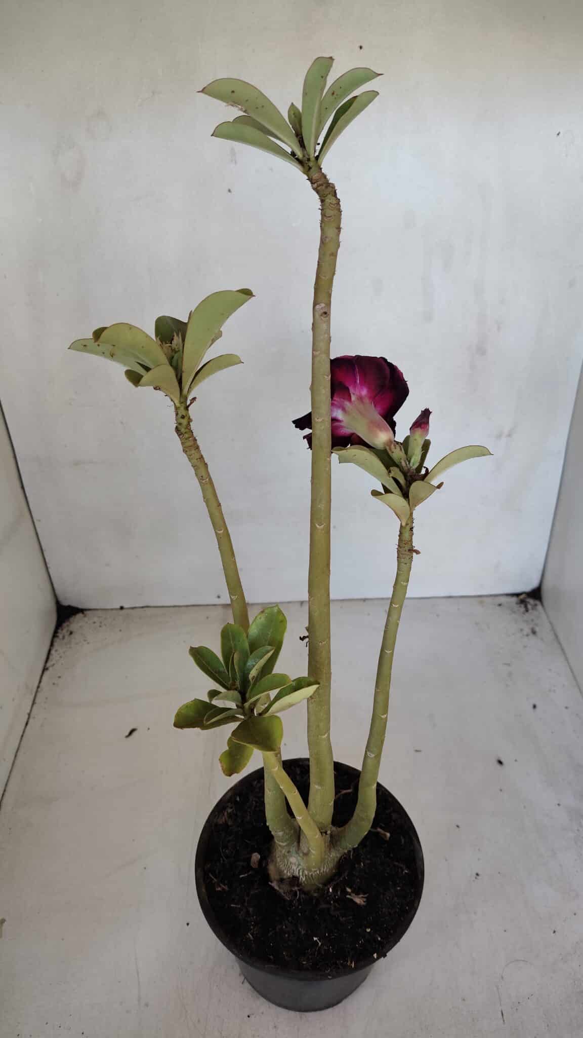 Planta Dobrada 3274 – 35cm – 03 anos