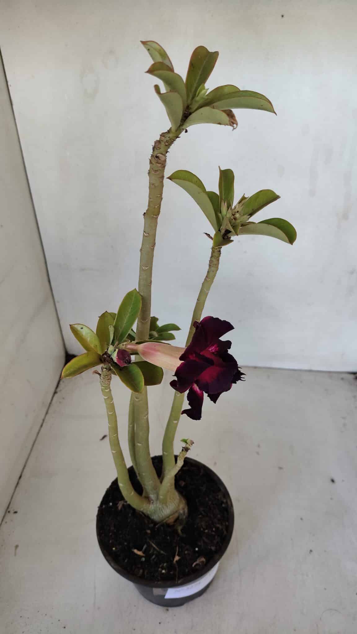 Planta Dobrada 3274 – 35cm – 03 anos