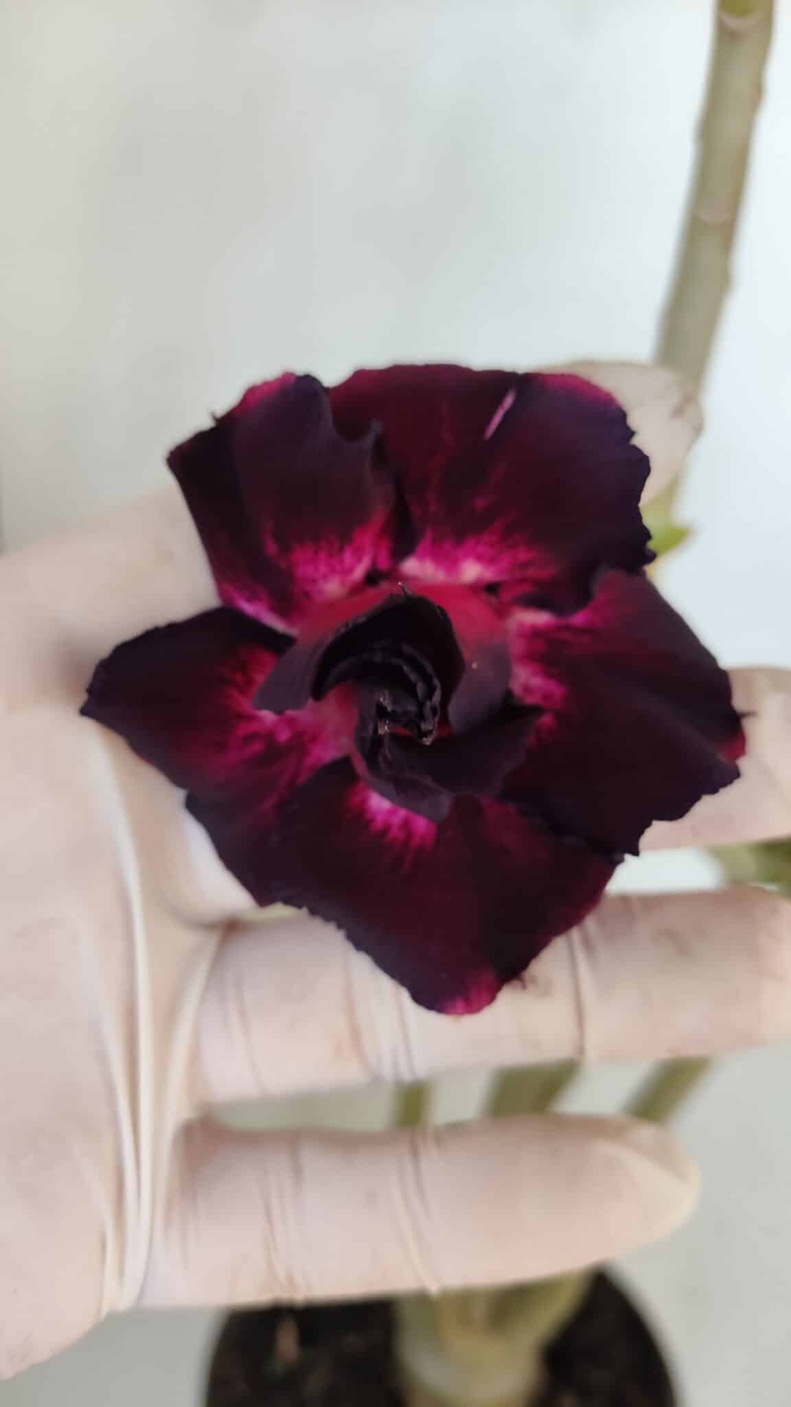 Planta Dobrada 3274 – 35cm – 03 anos