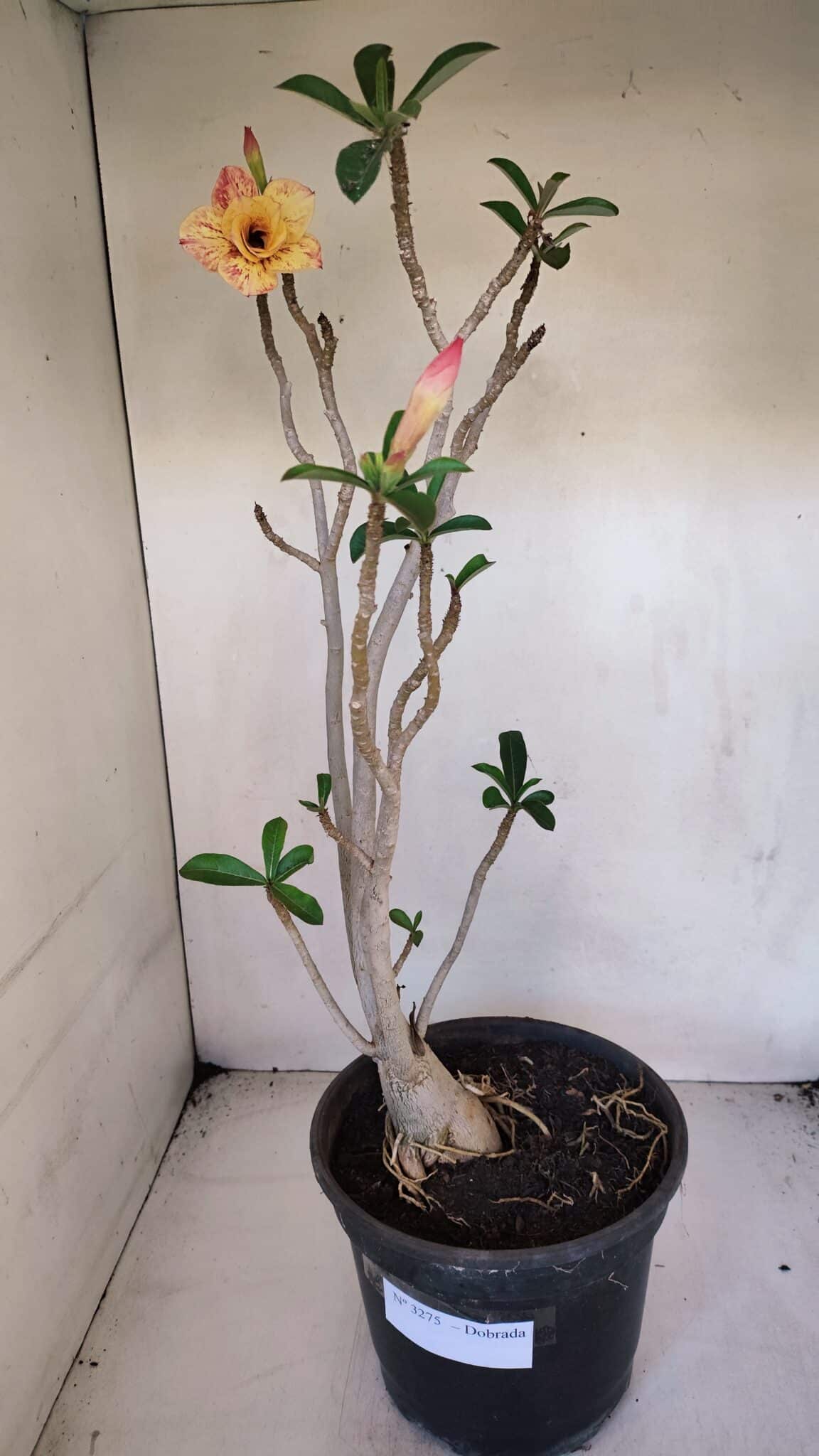 Planta Dobrada 3275 – 60cm – 04 anos