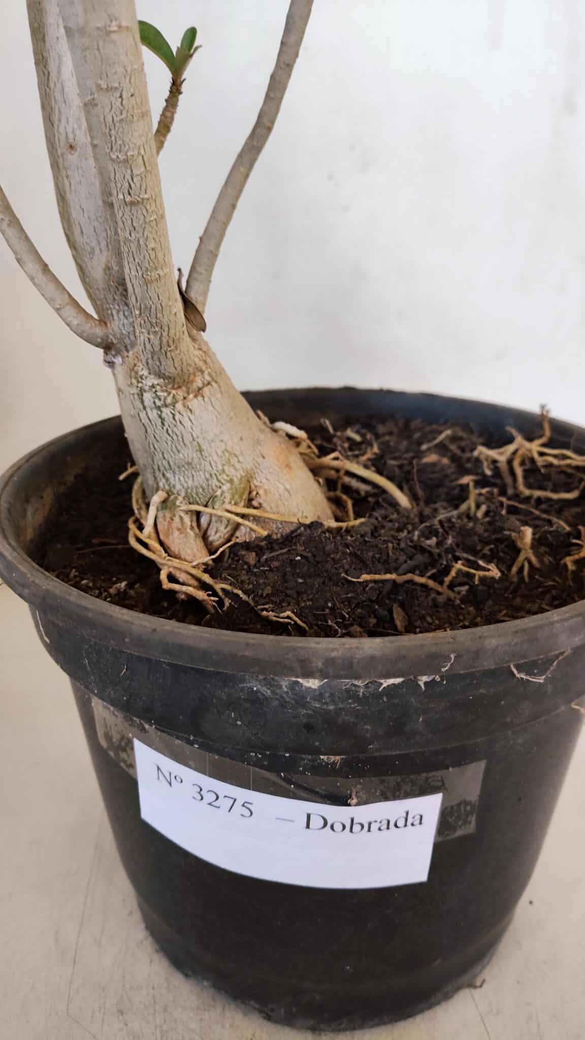 Planta Dobrada 3275 – 60cm – 04 anos