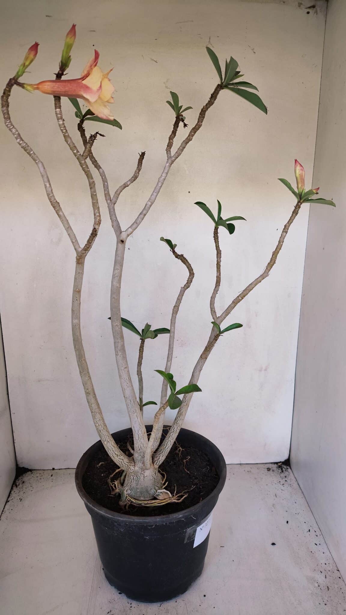 Planta Dobrada 3275 – 60cm – 04 anos