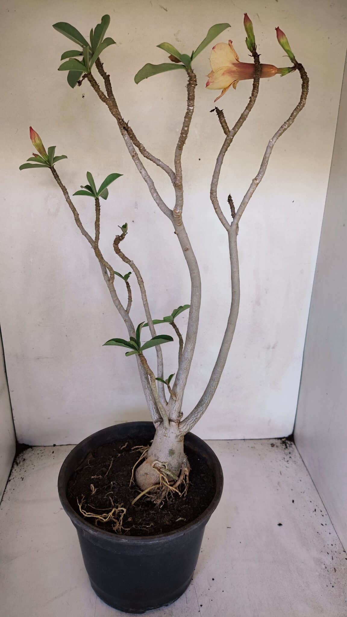 Planta Dobrada 3275 – 60cm – 04 anos