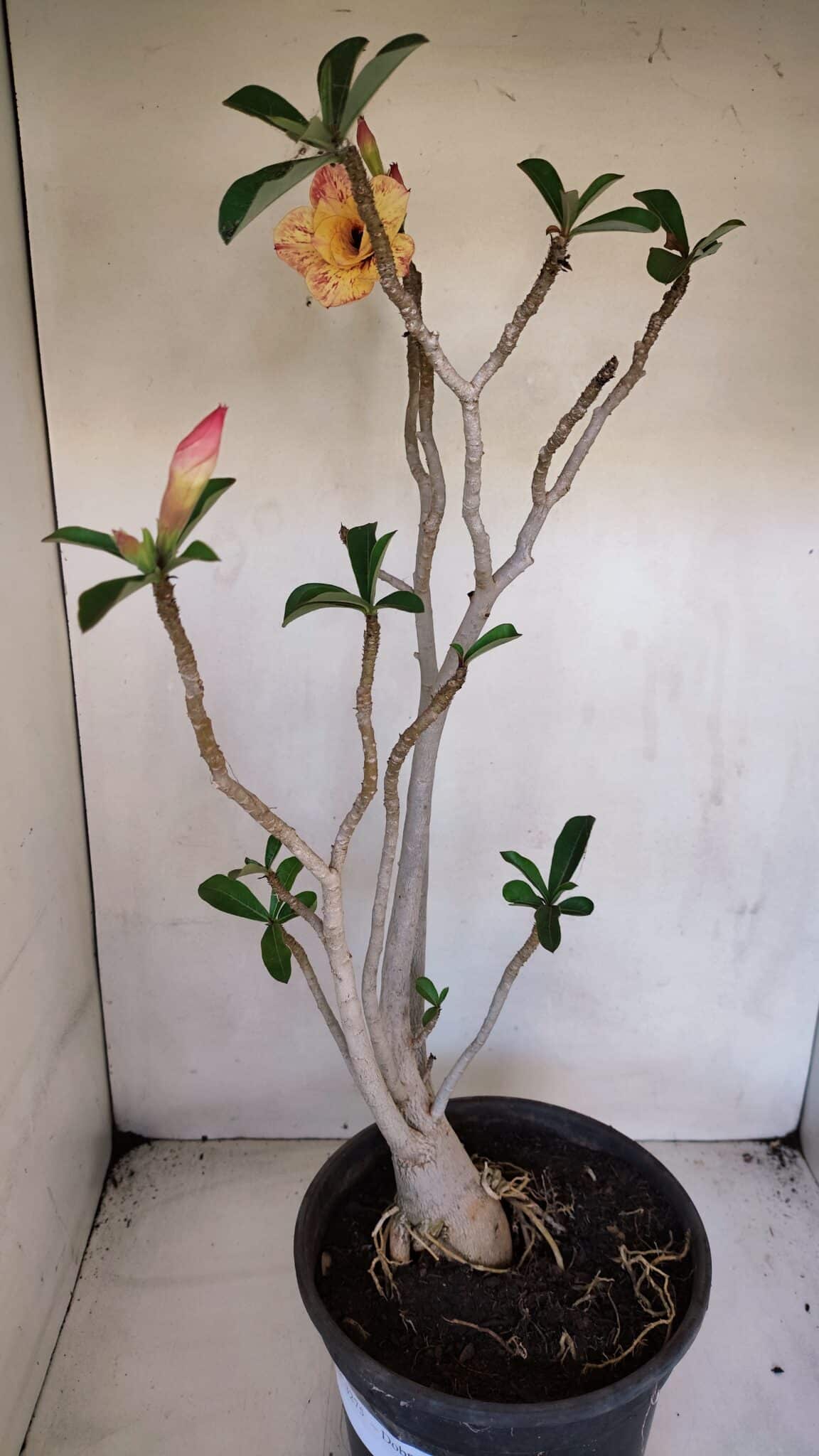 Planta Dobrada 3275 – 60cm – 04 anos