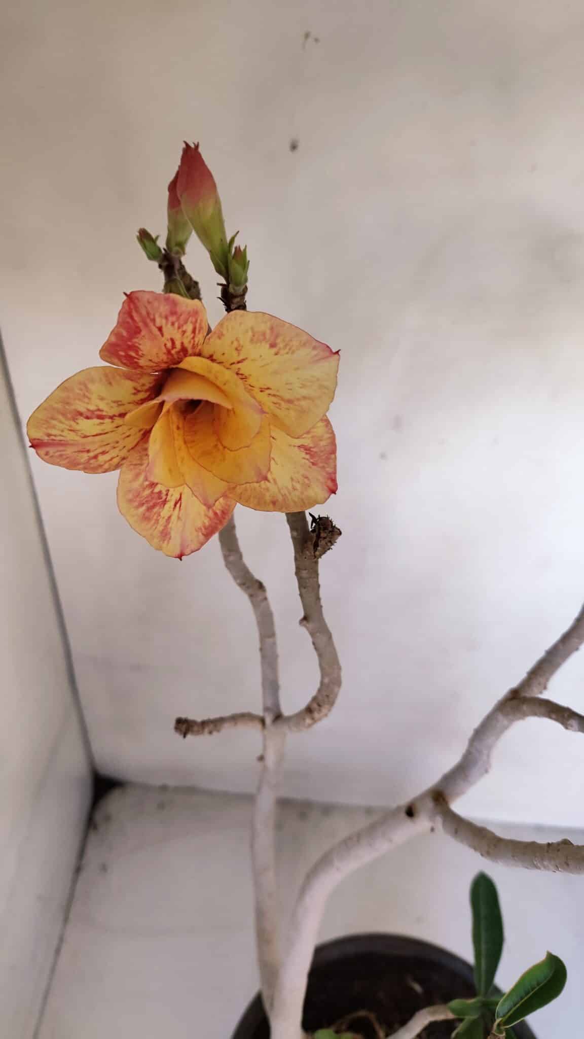 Planta Dobrada 3275 – 60cm – 04 anos