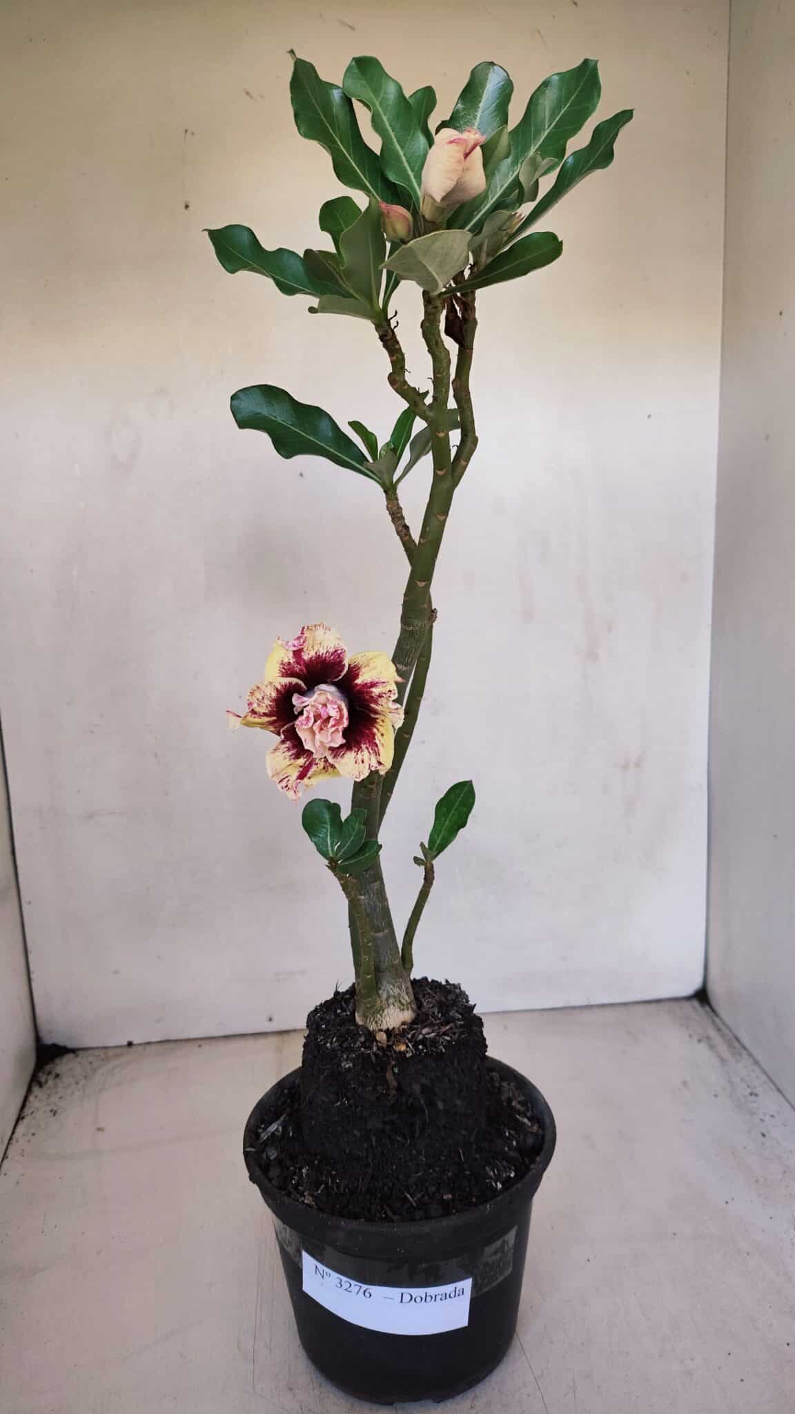 Planta Dobrada 3276 – 35cm – 03 anos