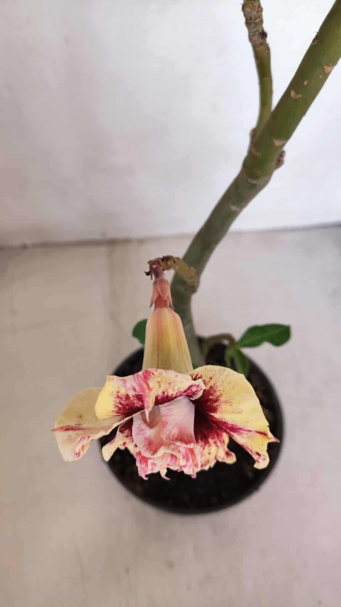 Planta Dobrada 3276 – 35cm – 03 anos