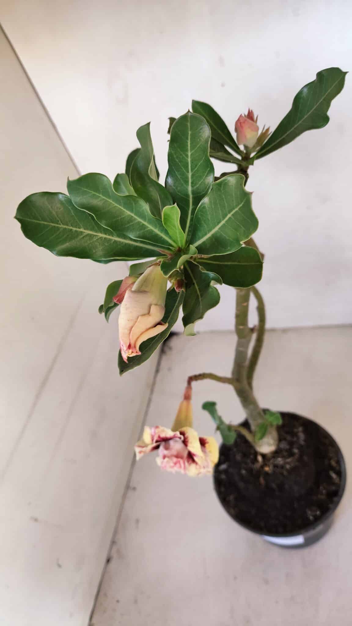 Planta Dobrada 3276 – 35cm – 03 anos