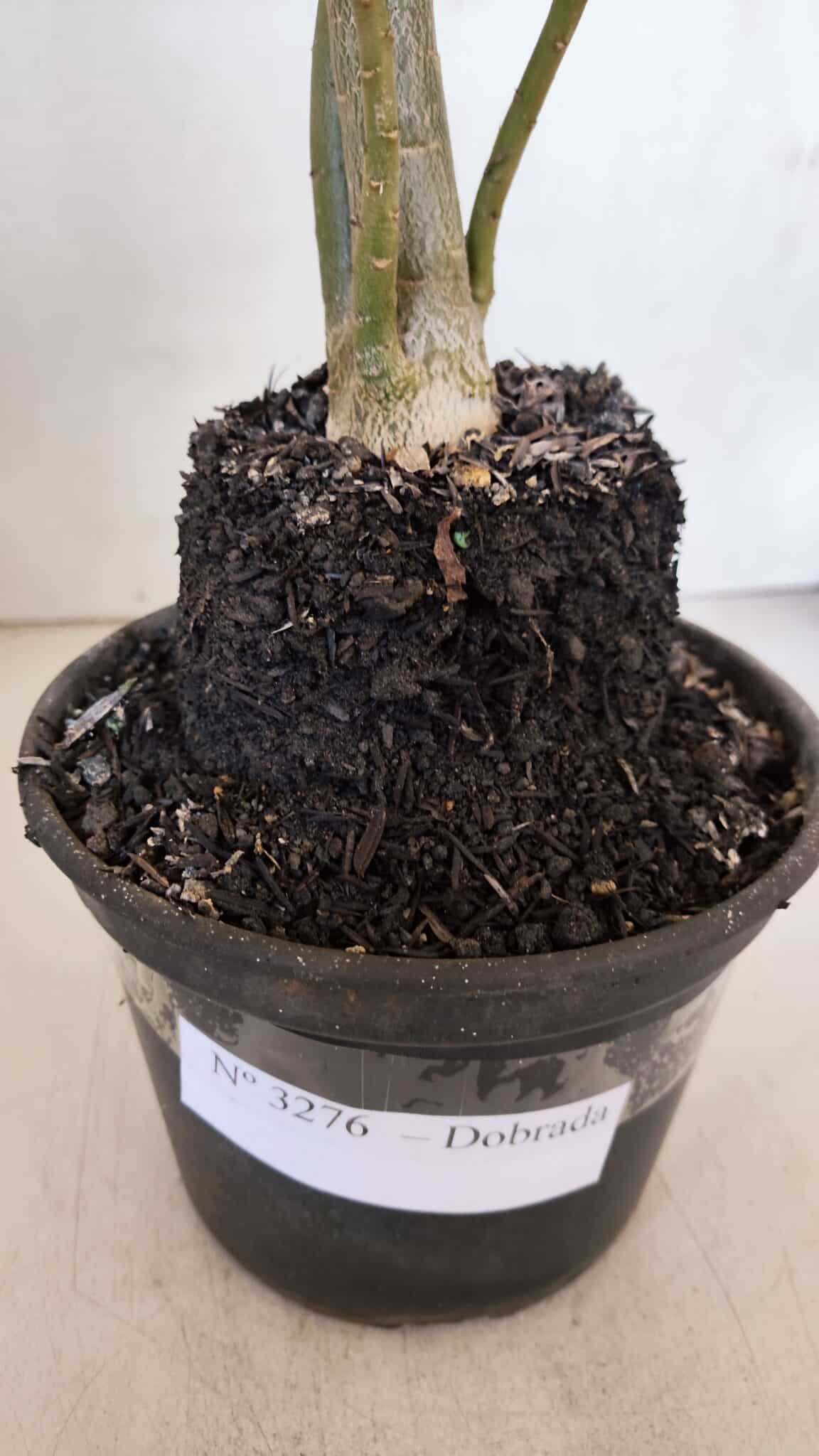 Planta Dobrada 3276 – 35cm – 03 anos